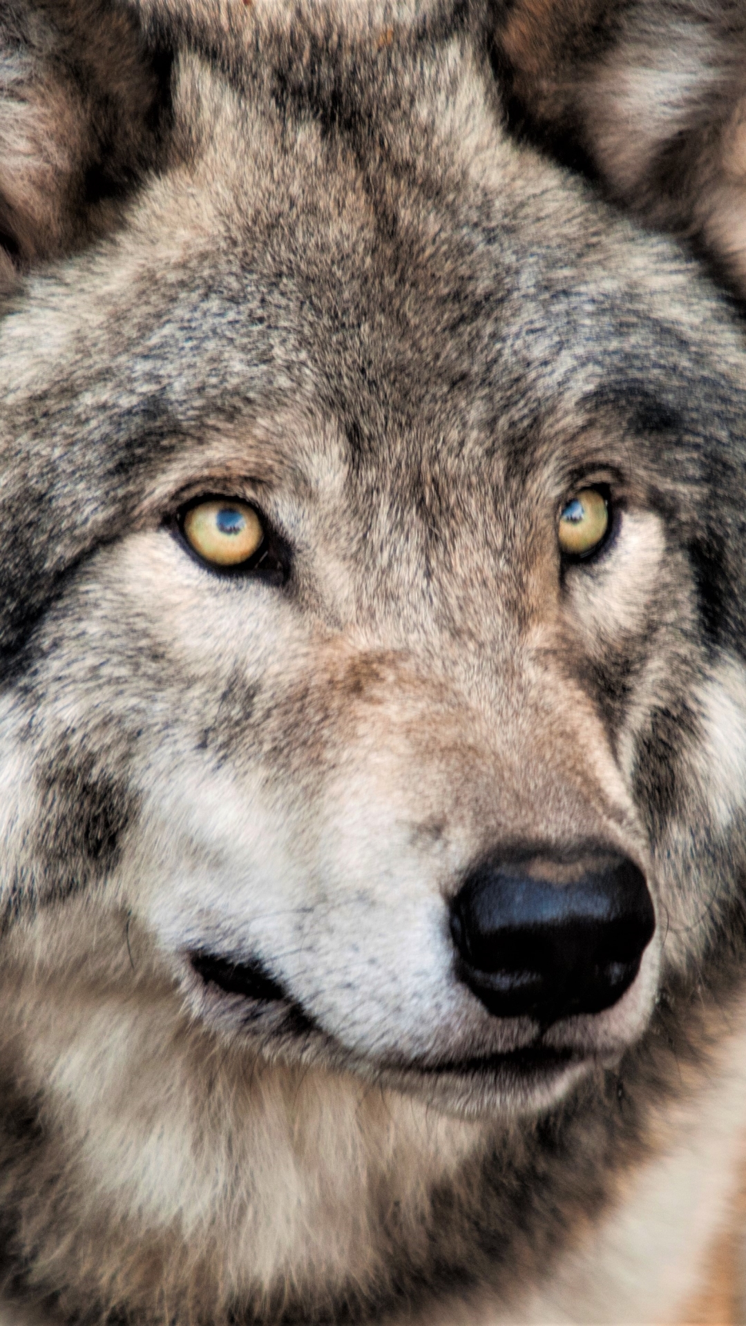 Download mobile wallpaper Wolf, Animal, Face, Grey Wolf, Wolves for free.