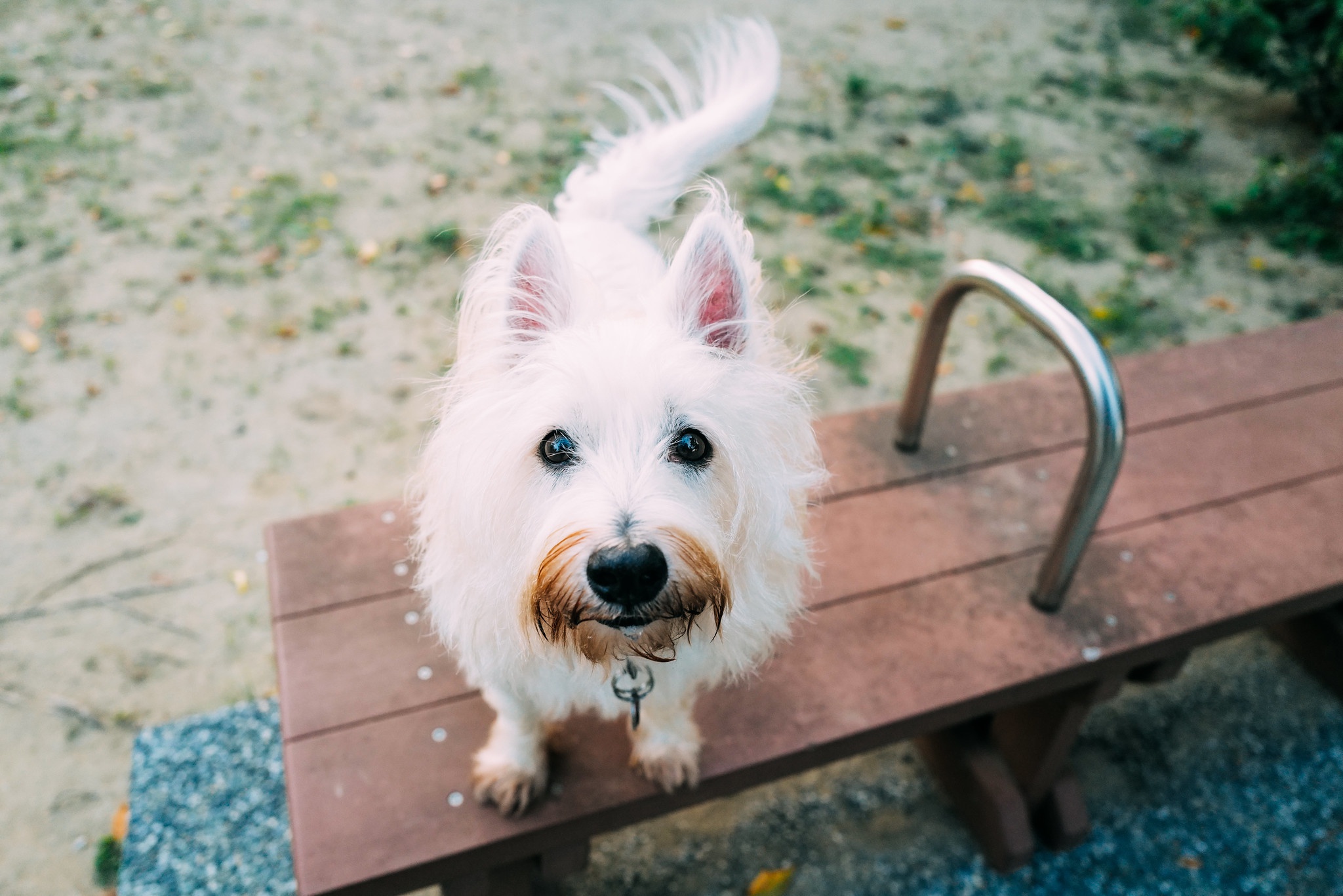 485317 Bildschirmschoner und Hintergrundbilder West Highland White Terrier auf Ihrem Telefon. Laden Sie  Bilder kostenlos herunter