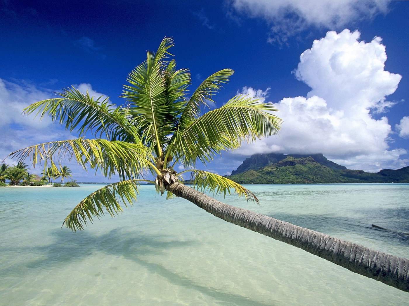 Download mobile wallpaper Landscape, Sea, Palms, Beach for free.