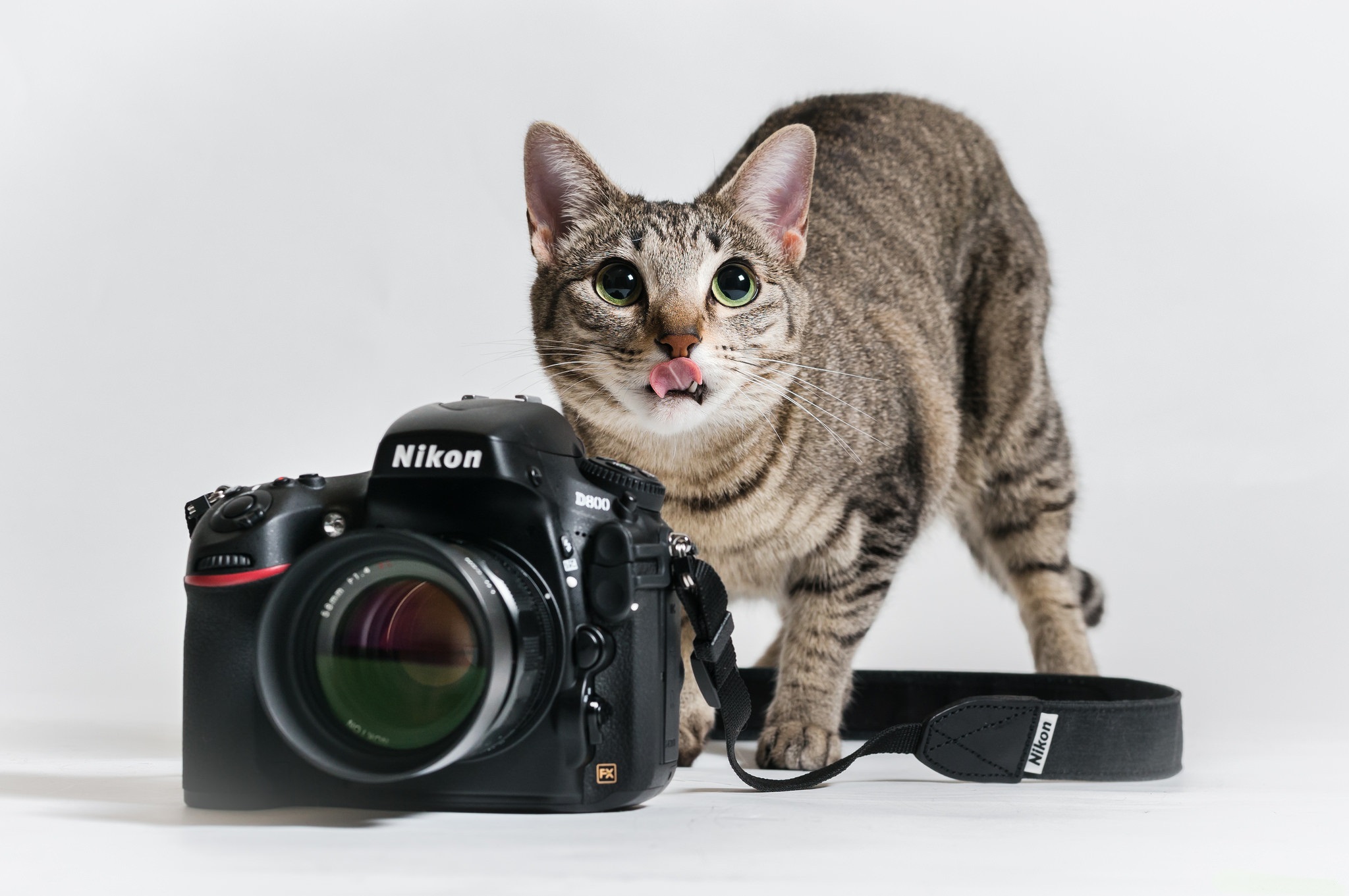 463268 descargar fondo de pantalla nikon, animales, gato, cámara, gatos: protectores de pantalla e imágenes gratis