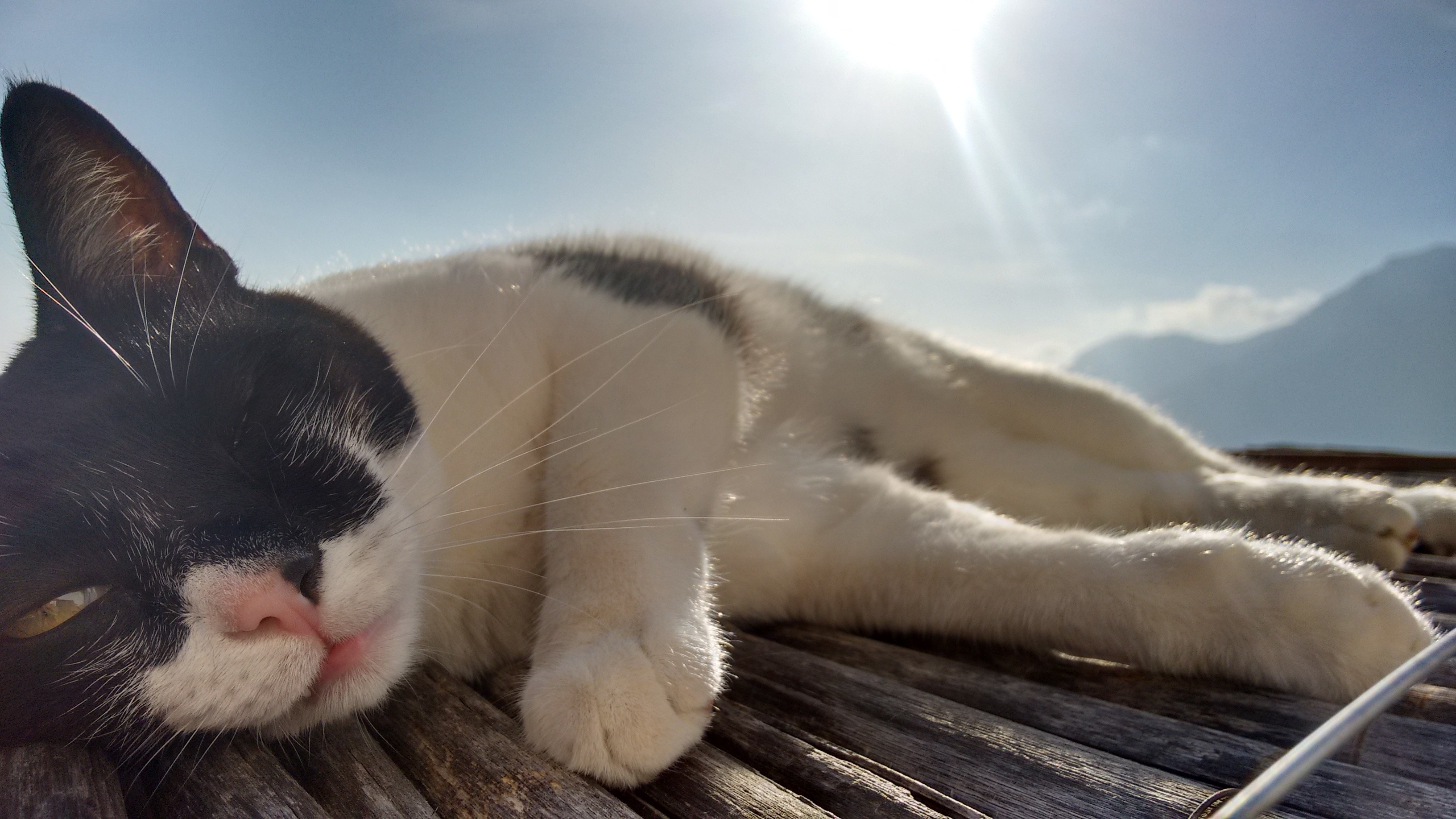 Baixe gratuitamente a imagem Gato, Gatos, Animais na área de trabalho do seu PC