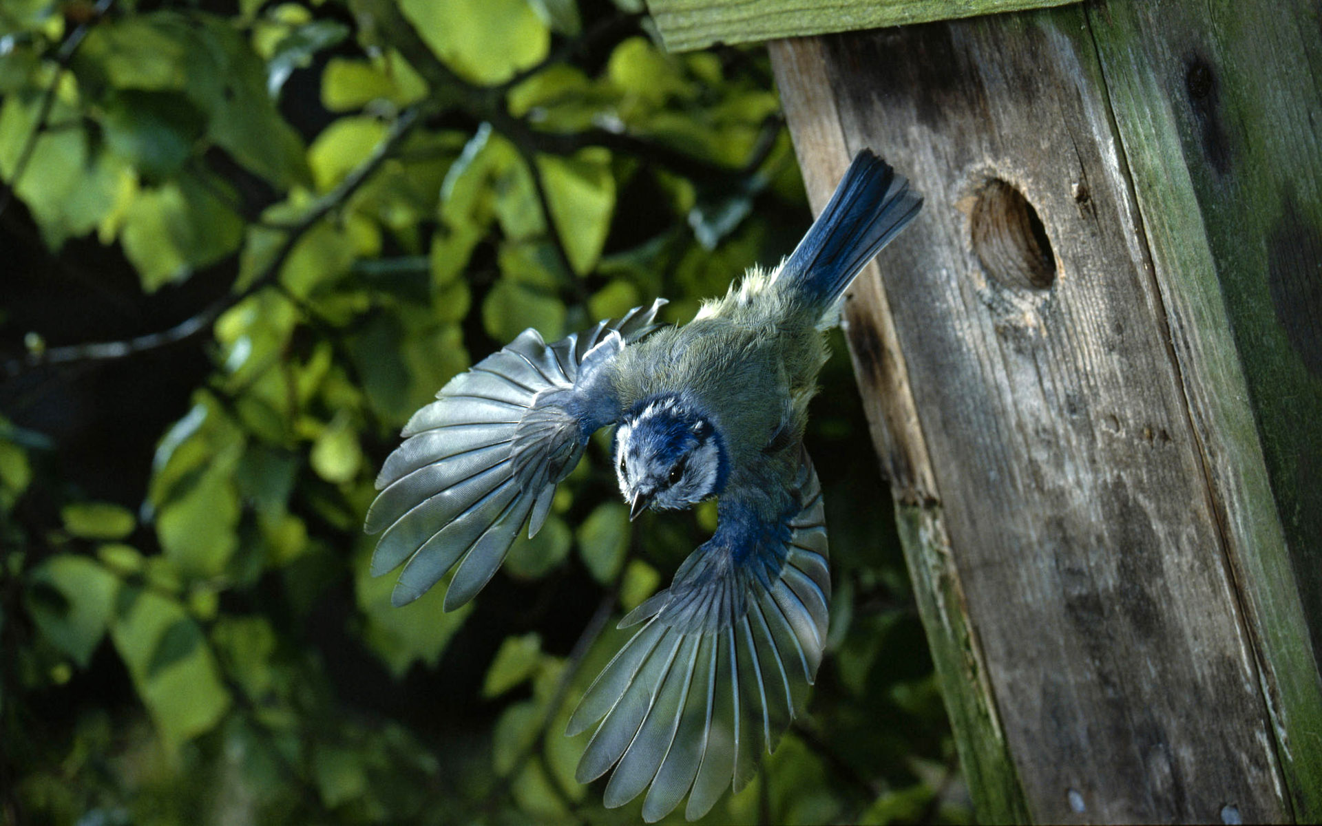 Téléchargez gratuitement l'image Animaux, Oiseau, Des Oiseaux sur le bureau de votre PC