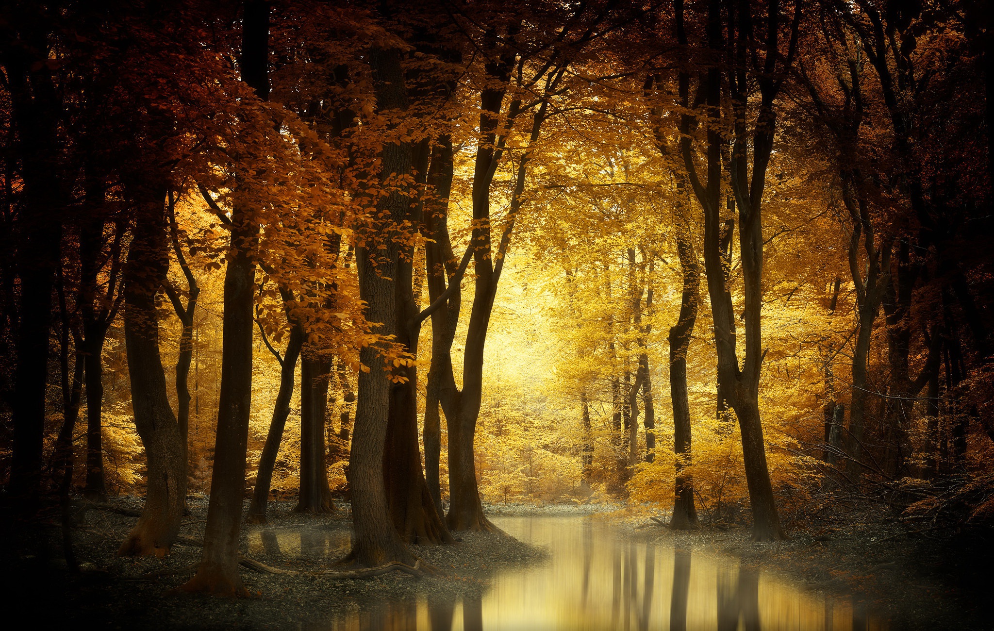 Free download wallpaper Nature, Forest, Fall, Earth on your PC desktop