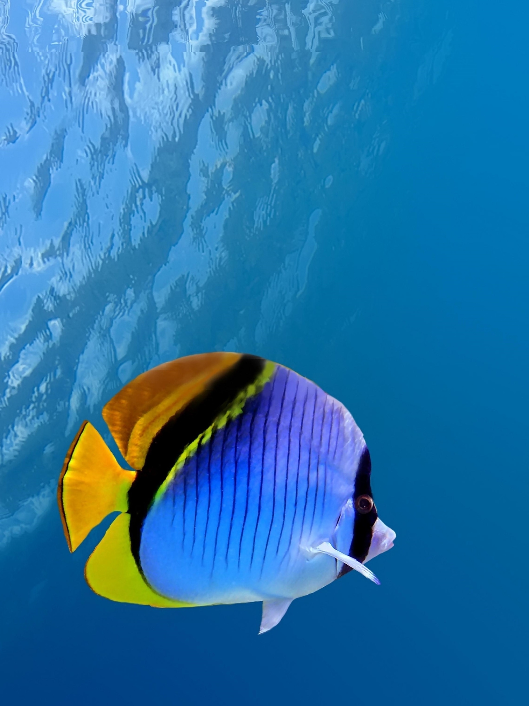 Free download wallpaper Fishes, Animal, Fish, Butterflyfish on your PC desktop