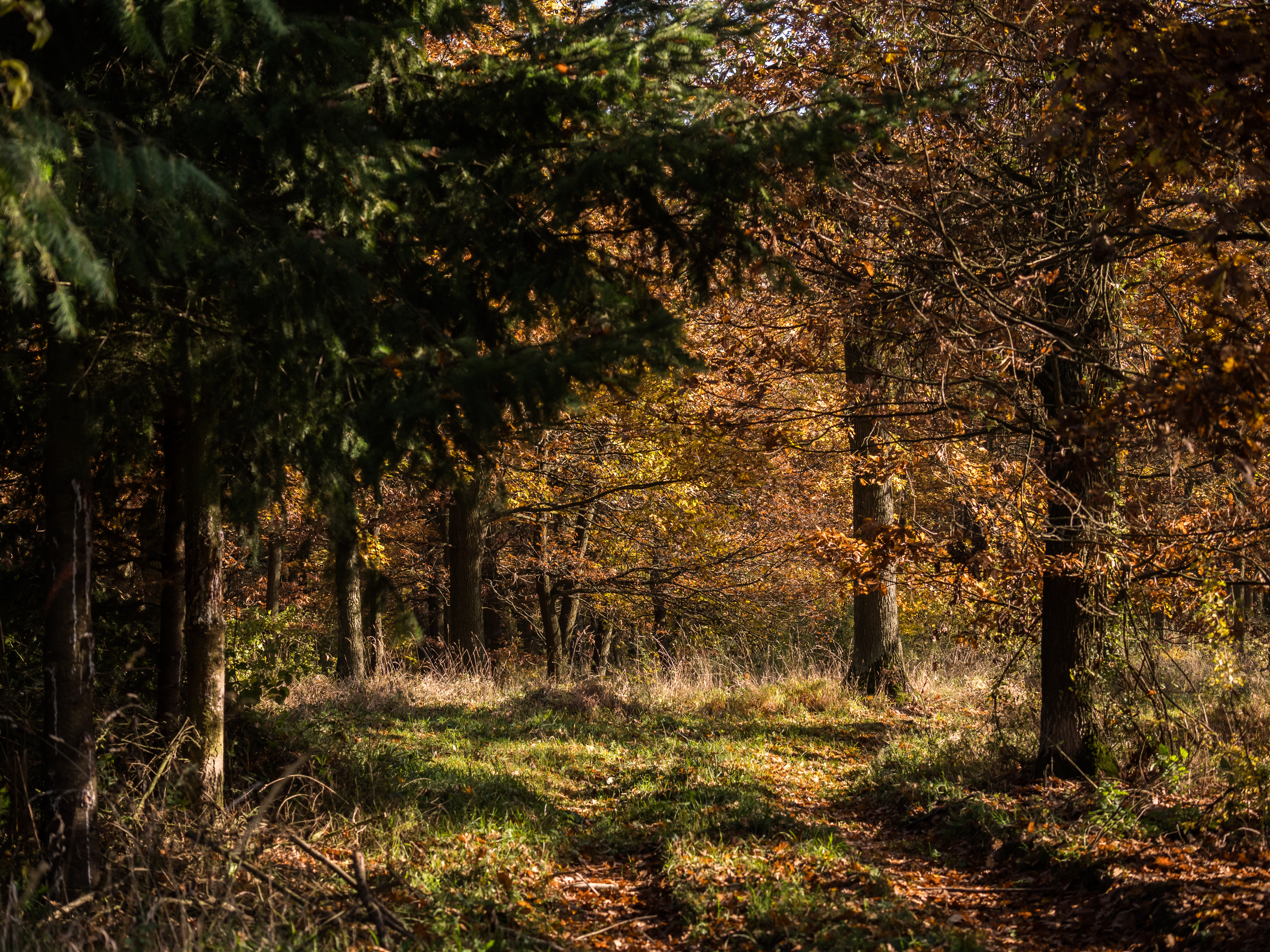 Free download wallpaper Trees, Beams, Rays, Forest, Nature, Leaves, Autumn on your PC desktop