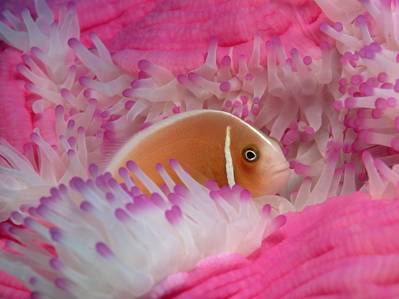 165533 descargar imagen animales, pez payaso, anémona, peces: fondos de pantalla y protectores de pantalla gratis
