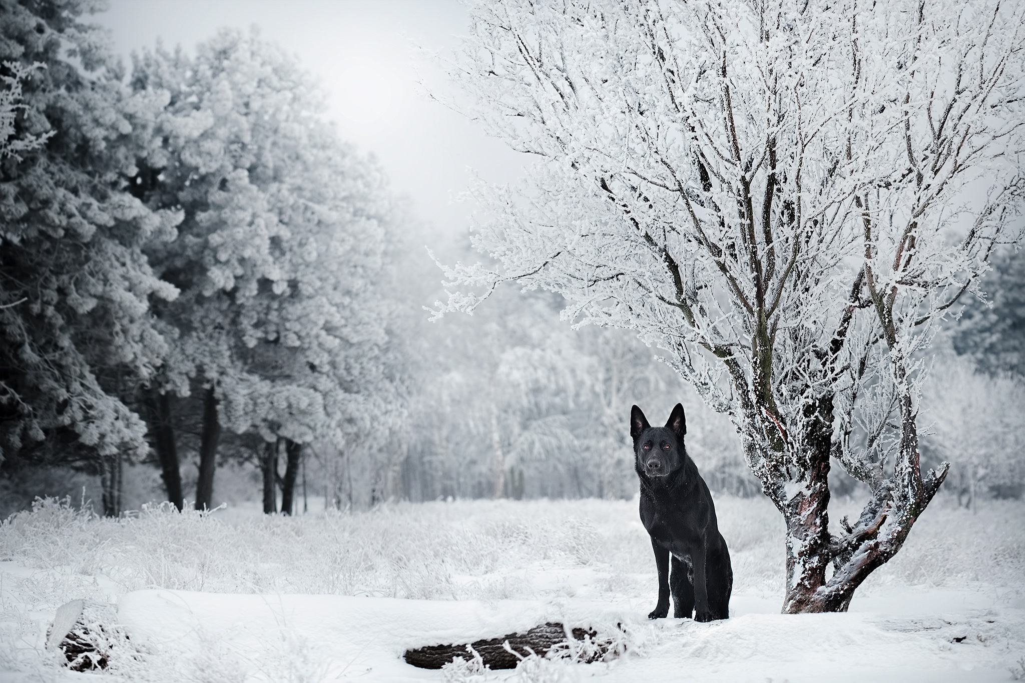 Free download wallpaper Winter, Dogs, Snow, Dog, Animal, German Shepherd on your PC desktop