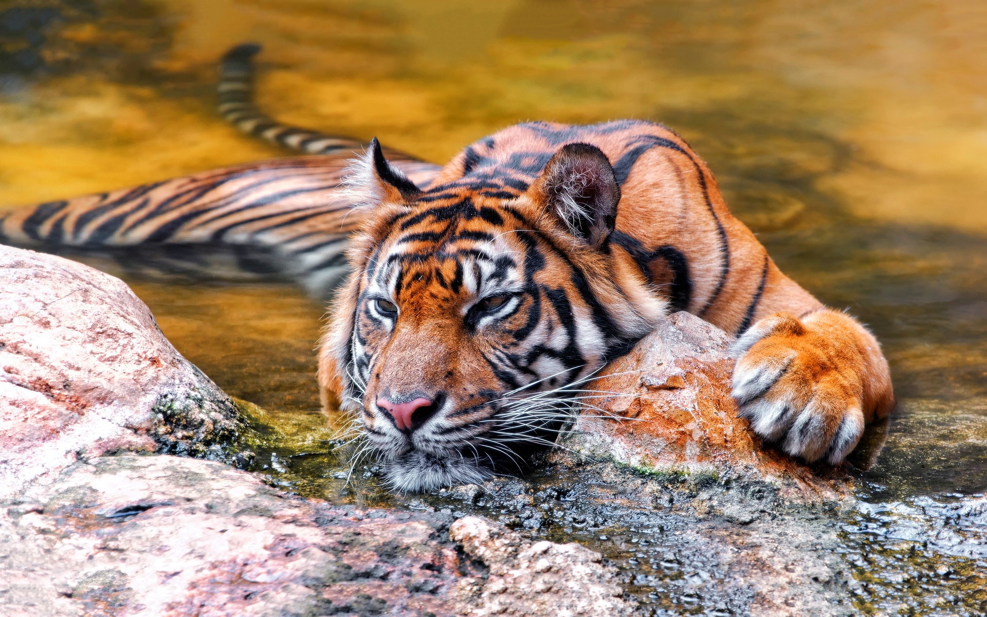 Laden Sie das Tiere, Katzen, Tiger, Hinlegen-Bild kostenlos auf Ihren PC-Desktop herunter