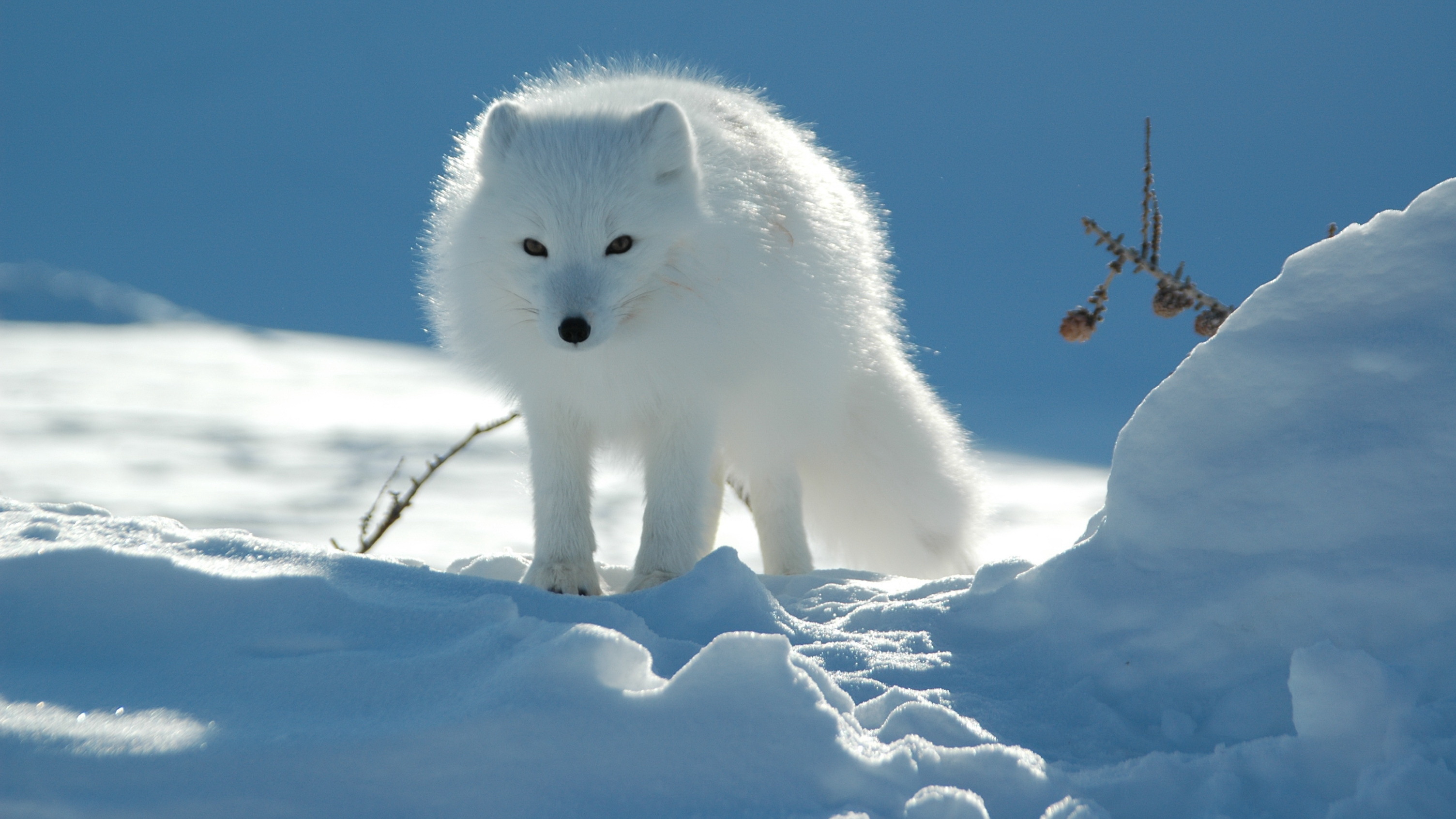 286662 скачать картинку животные, арктическая лиса, собаки - обои и заставки бесплатно
