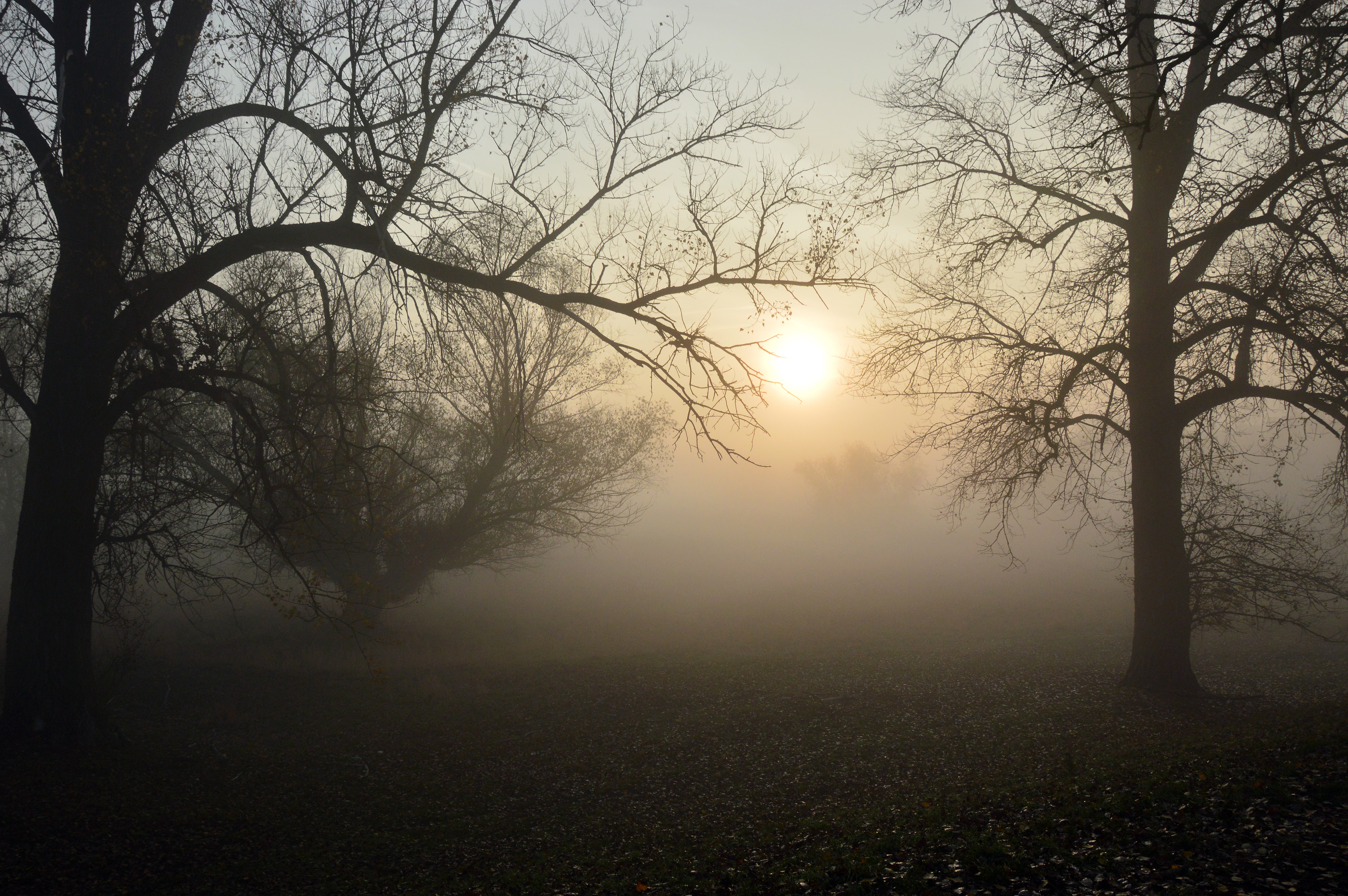 Laden Sie das Nebel, Geäst, Zweige, Morgendämmerung, Sun, Wald, Natur-Bild kostenlos auf Ihren PC-Desktop herunter