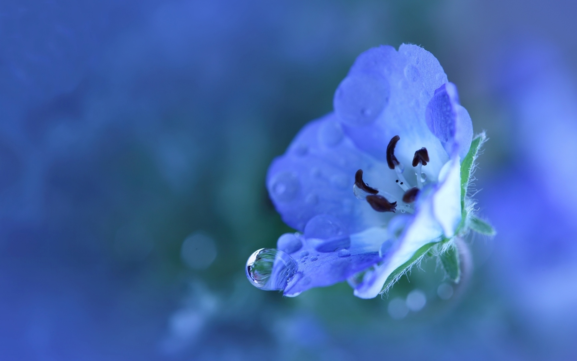 Free download wallpaper Flowers, Flower, Earth, Water Drop on your PC desktop