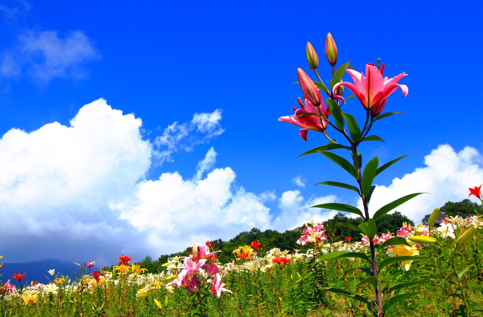 positive, sky, flowers, lilies, polyana, glade, sunny Full HD