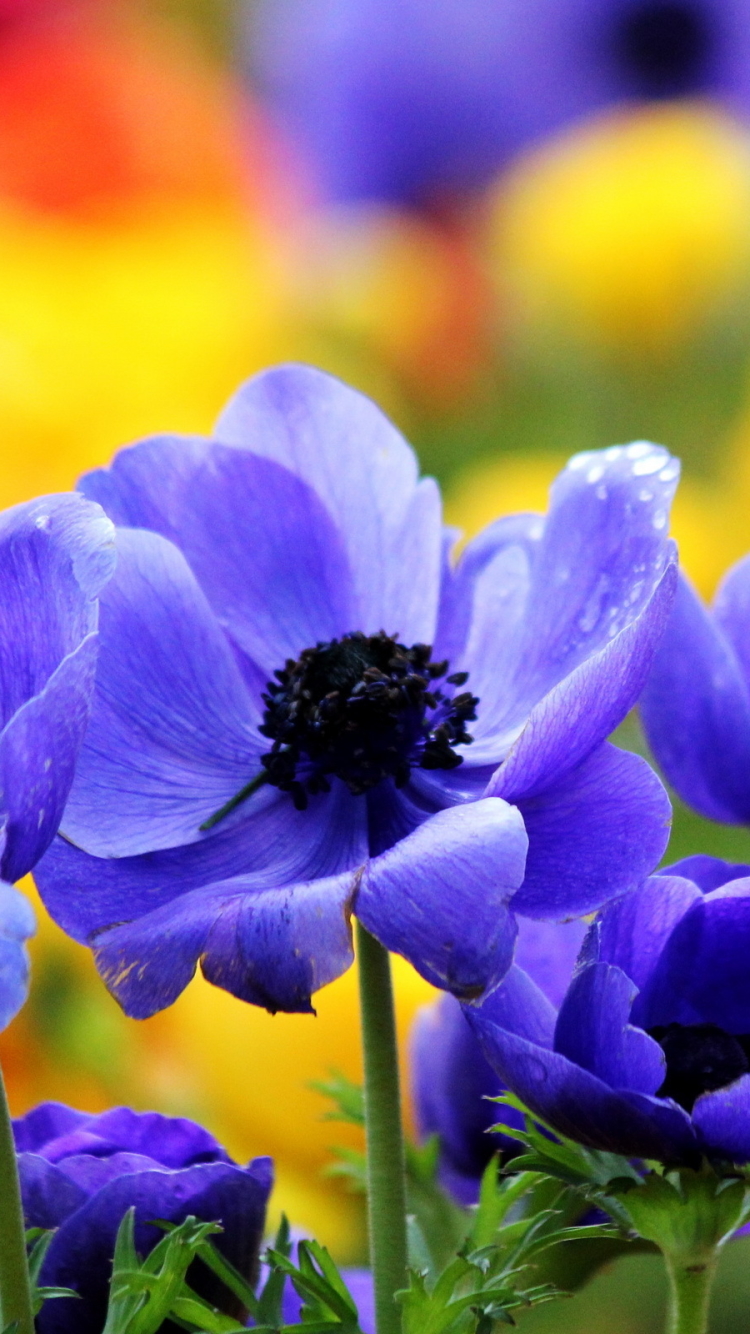 Download mobile wallpaper Flowers, Earth, Anemone for free.