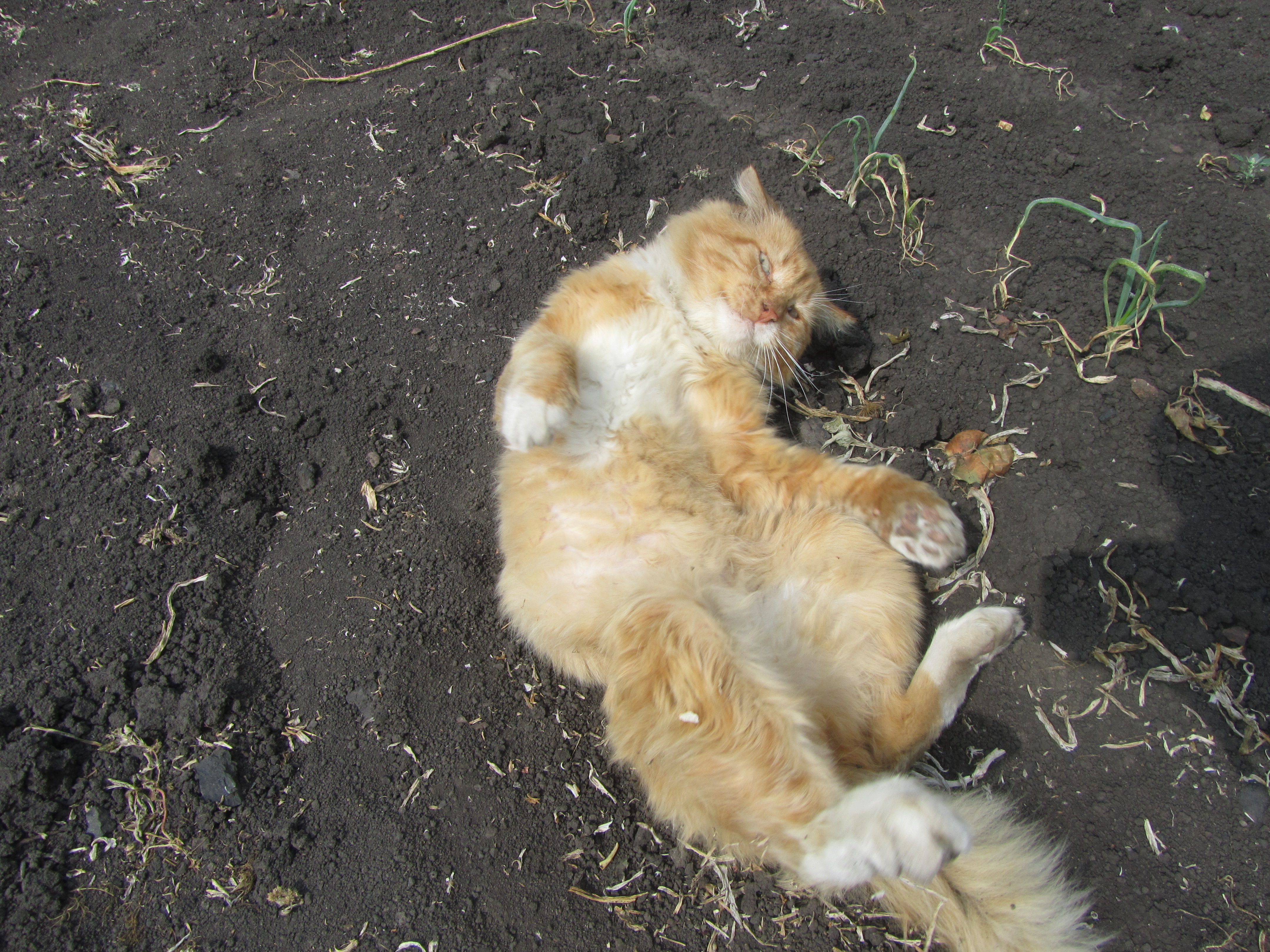 Baixe gratuitamente a imagem Animais, Gatos, Gato na área de trabalho do seu PC