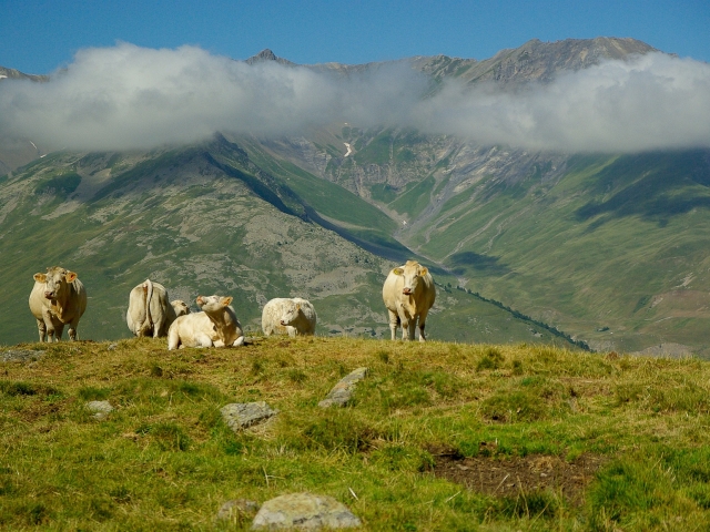 1299002 скачать обои животные, корова, пастбище, стадо, крупный рогатый скот, гора, облака, облако, пейзаж, ландшафт - заставки и картинки бесплатно