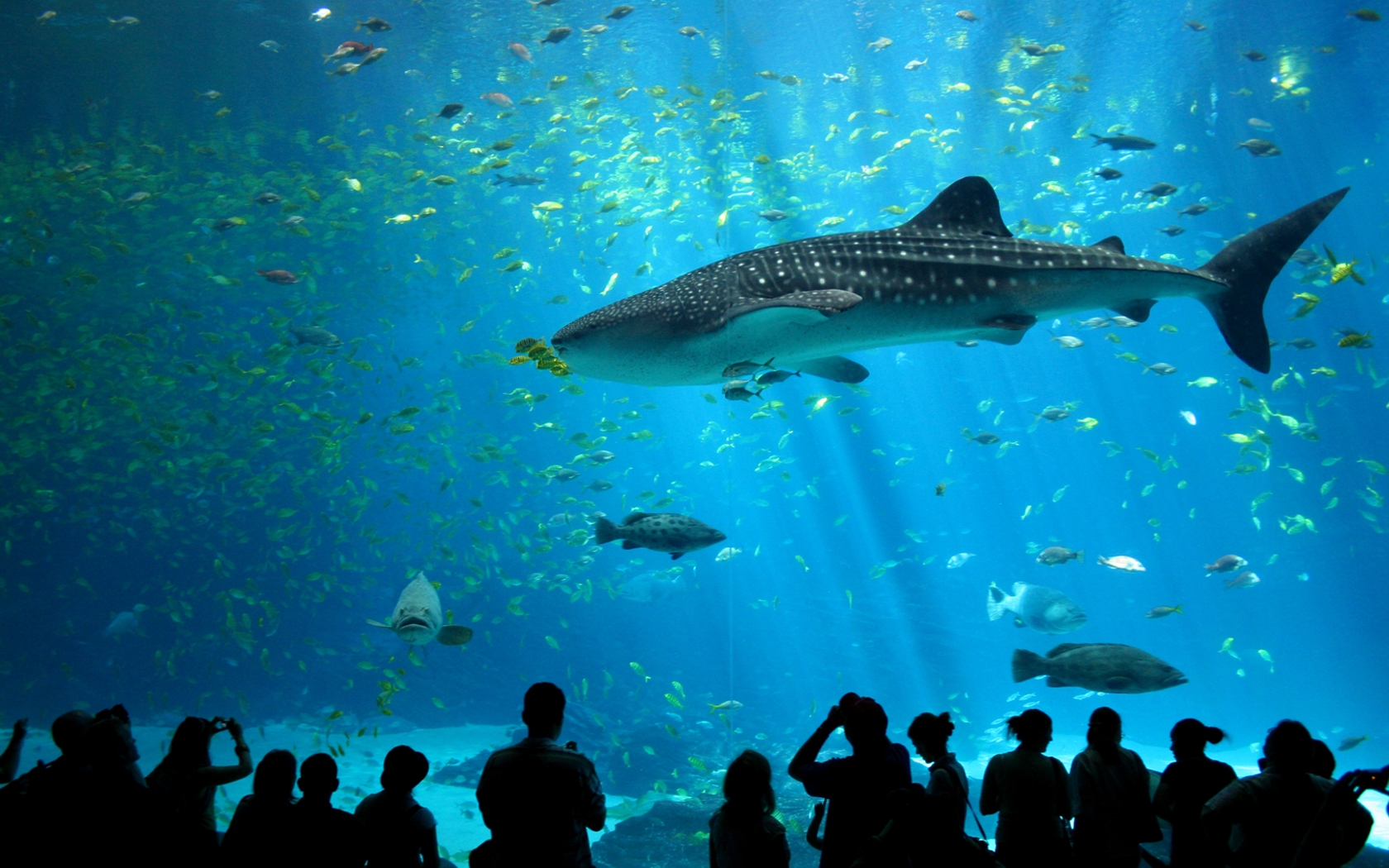 1434175 descargar fondo de pantalla animales, tiburón: protectores de pantalla e imágenes gratis