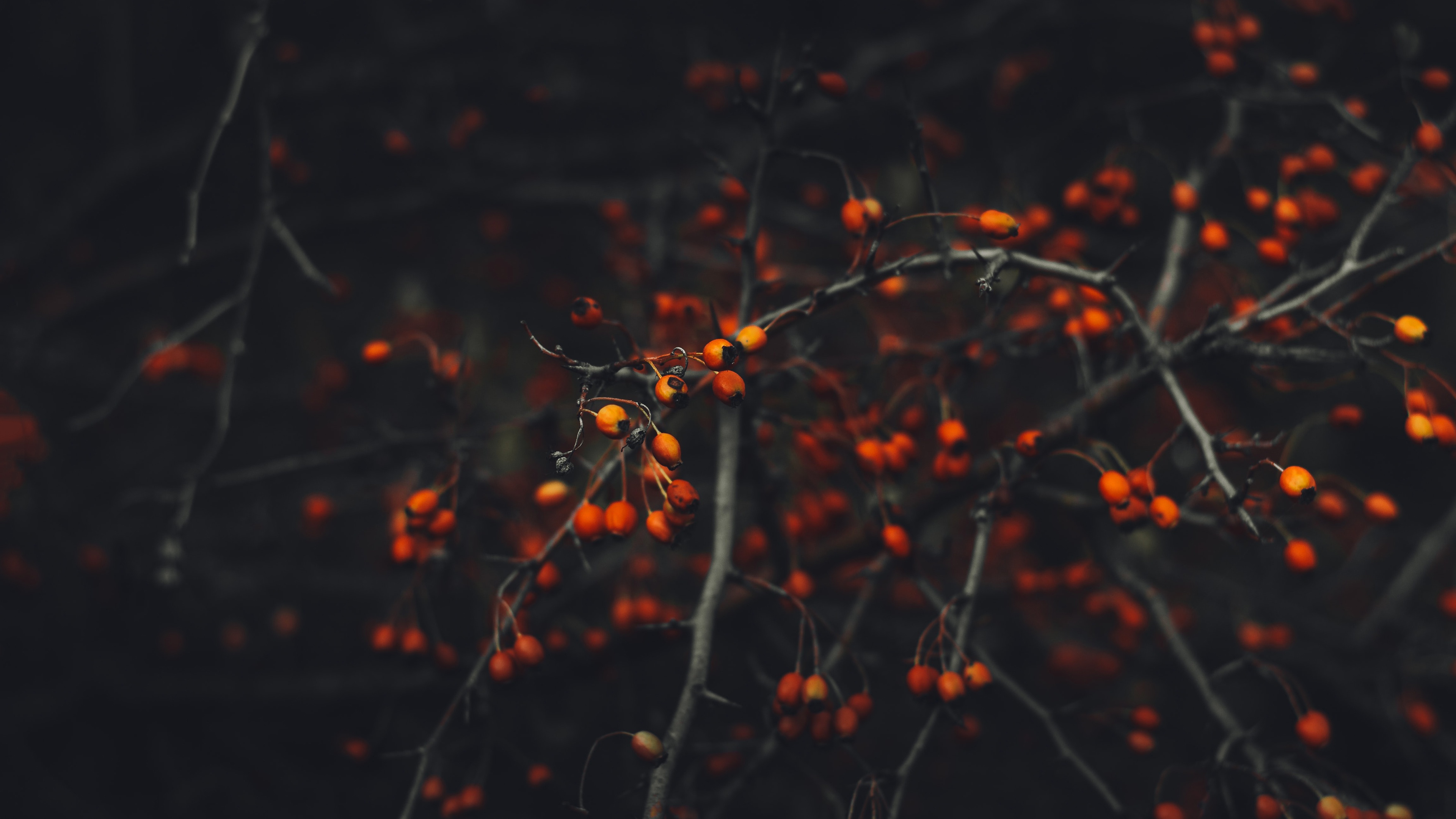 Free download wallpaper Fall, Branch, Earth, Berry on your PC desktop