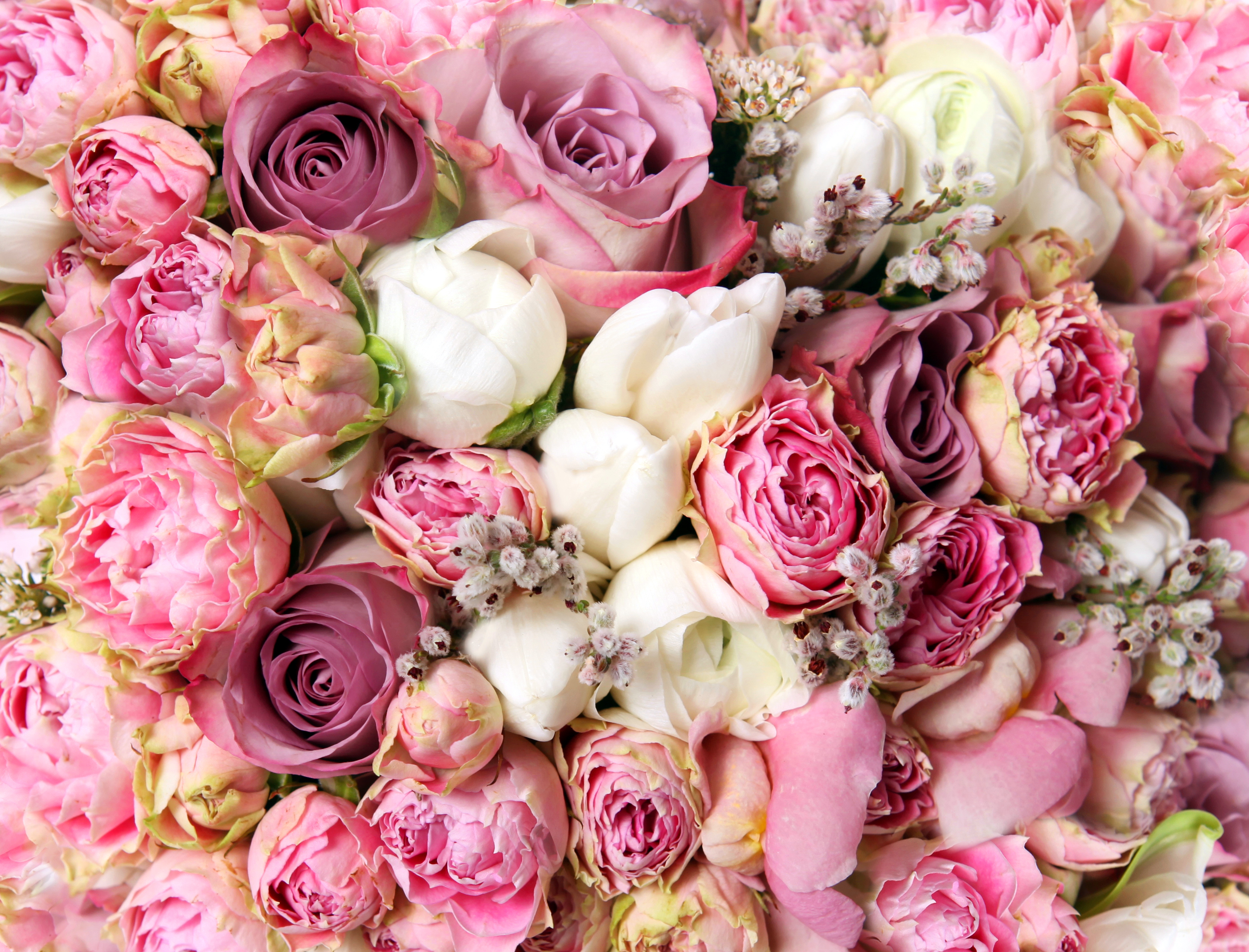 Завантажити шпалери Троянда Капустяна на телефон безкоштовно
