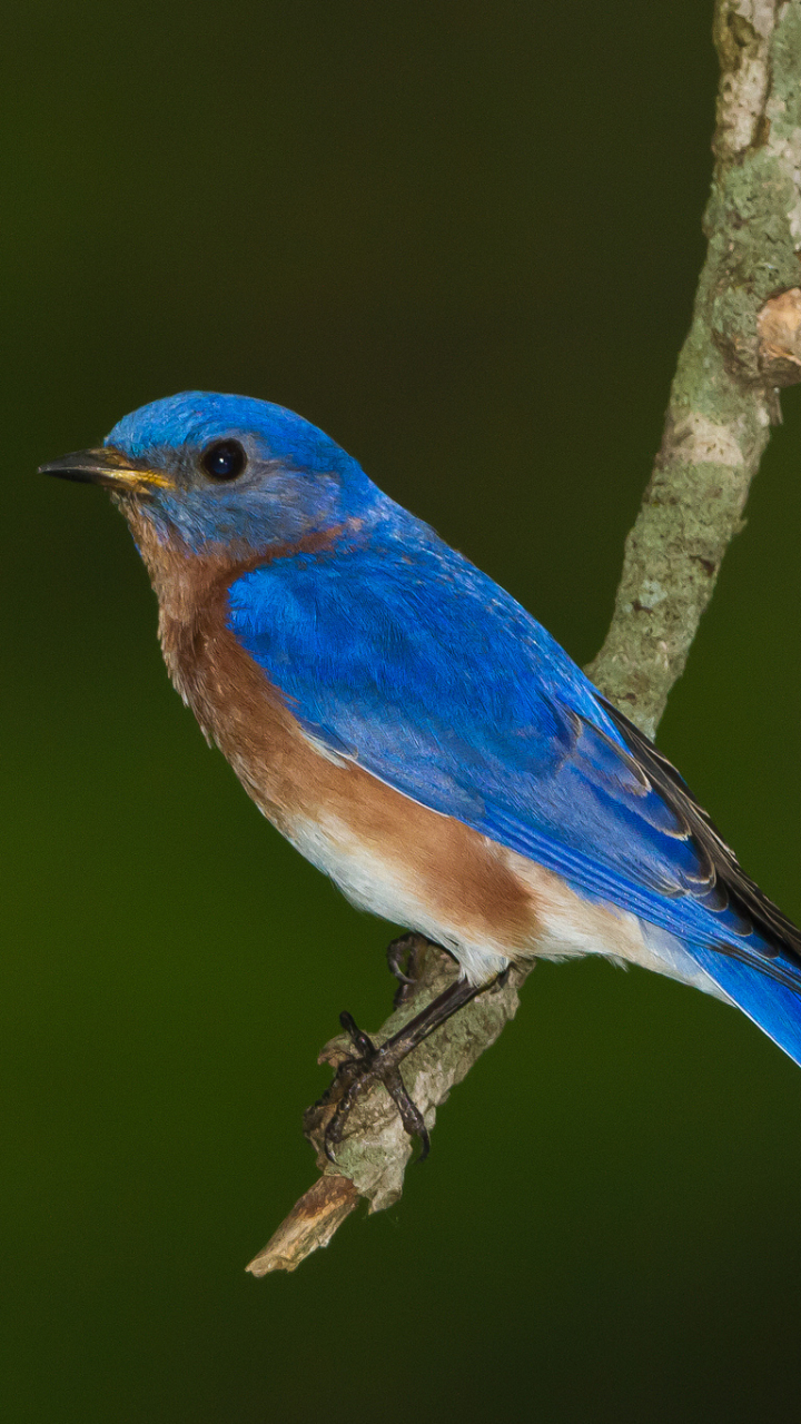 Descarga gratuita de fondo de pantalla para móvil de Animales, Aves, Ave.