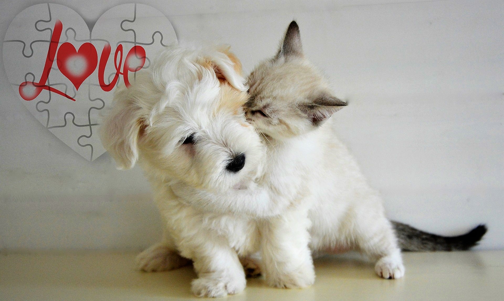 Laden Sie das Tiere, Liebe, Katze, Hund, Spielen, Katz & Hund-Bild kostenlos auf Ihren PC-Desktop herunter