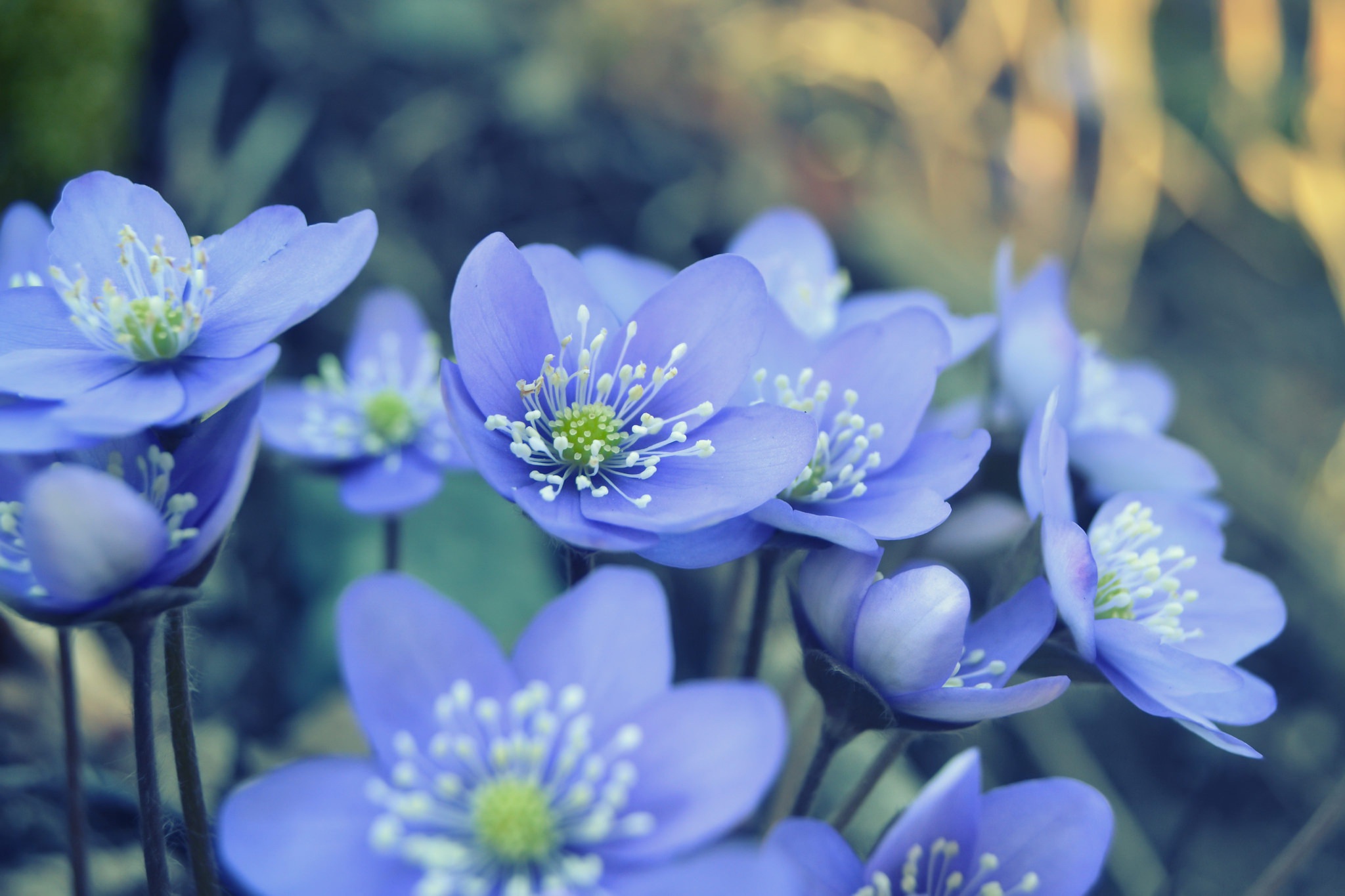 Handy-Wallpaper Natur, Blumen, Blume, Nahansicht, Erde/natur, Blaue Blume kostenlos herunterladen.