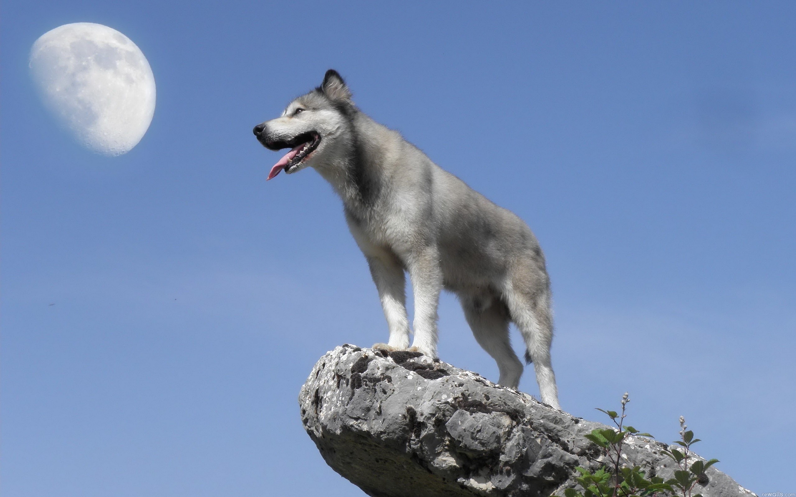294302 télécharger l'image animaux, loup gris, wolves - fonds d'écran et économiseurs d'écran gratuits