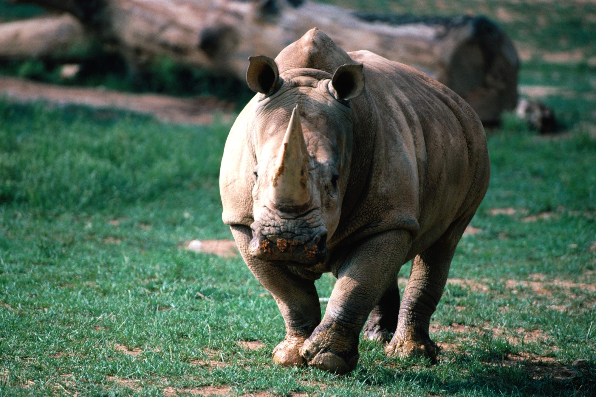 251993 télécharger le fond d'écran animaux, rhinocéros - économiseurs d'écran et images gratuitement