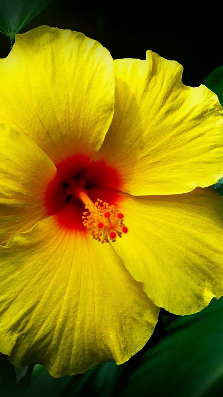Download mobile wallpaper Flowers, Flower, Leaf, Earth, Hibiscus, Yellow Flower for free.