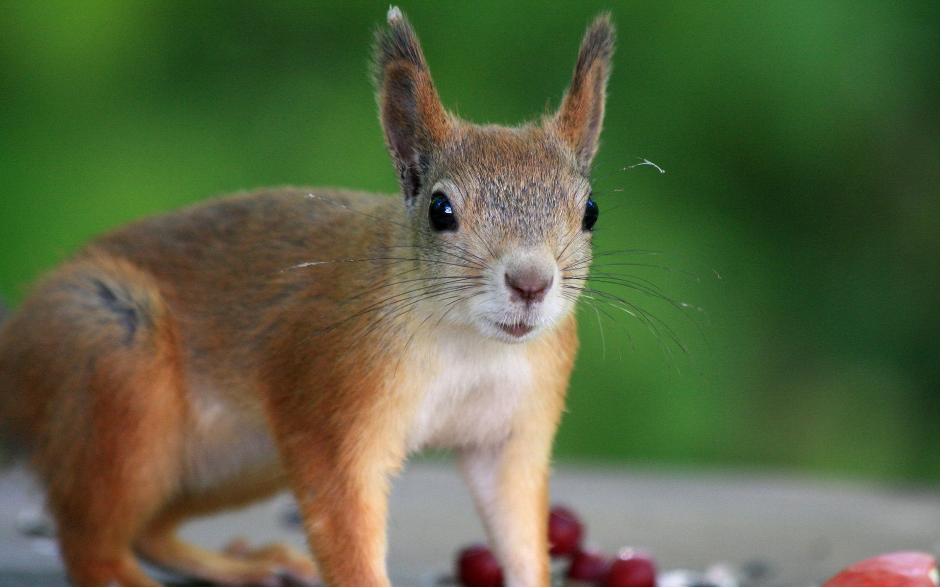 Download mobile wallpaper Animal, Animals, Berries, Squirrel for free.