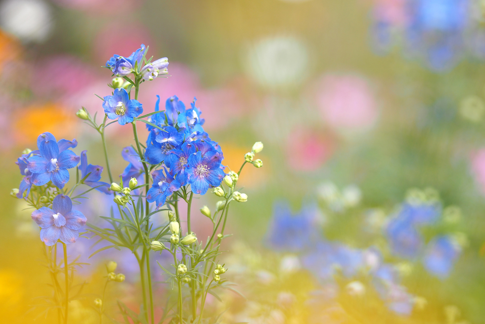 Download mobile wallpaper Blue Flower, Flowers, Nature, Flower, Earth for free.