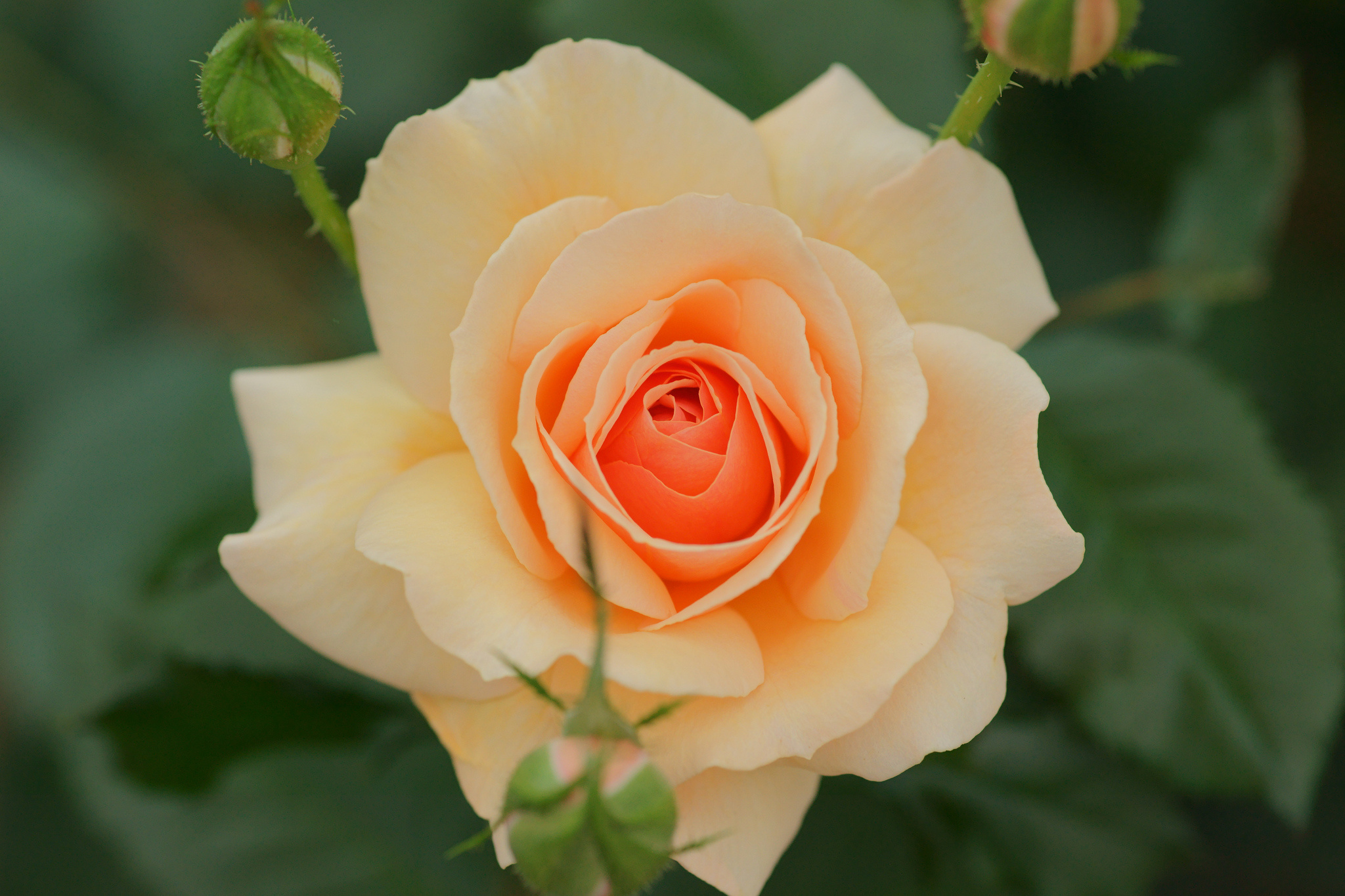 Téléchargez gratuitement l'image Fleurs, Rose, Terre/nature sur le bureau de votre PC