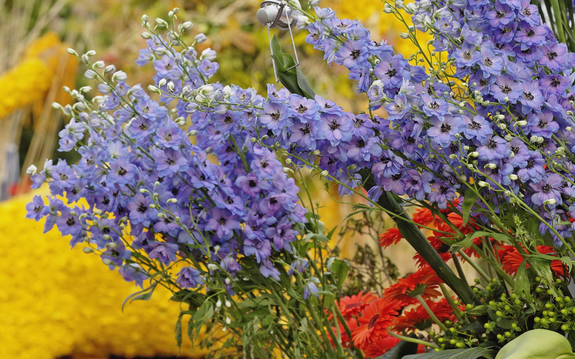 Laden Sie das Blumen, Blume, Niederlande, Erde/natur-Bild kostenlos auf Ihren PC-Desktop herunter