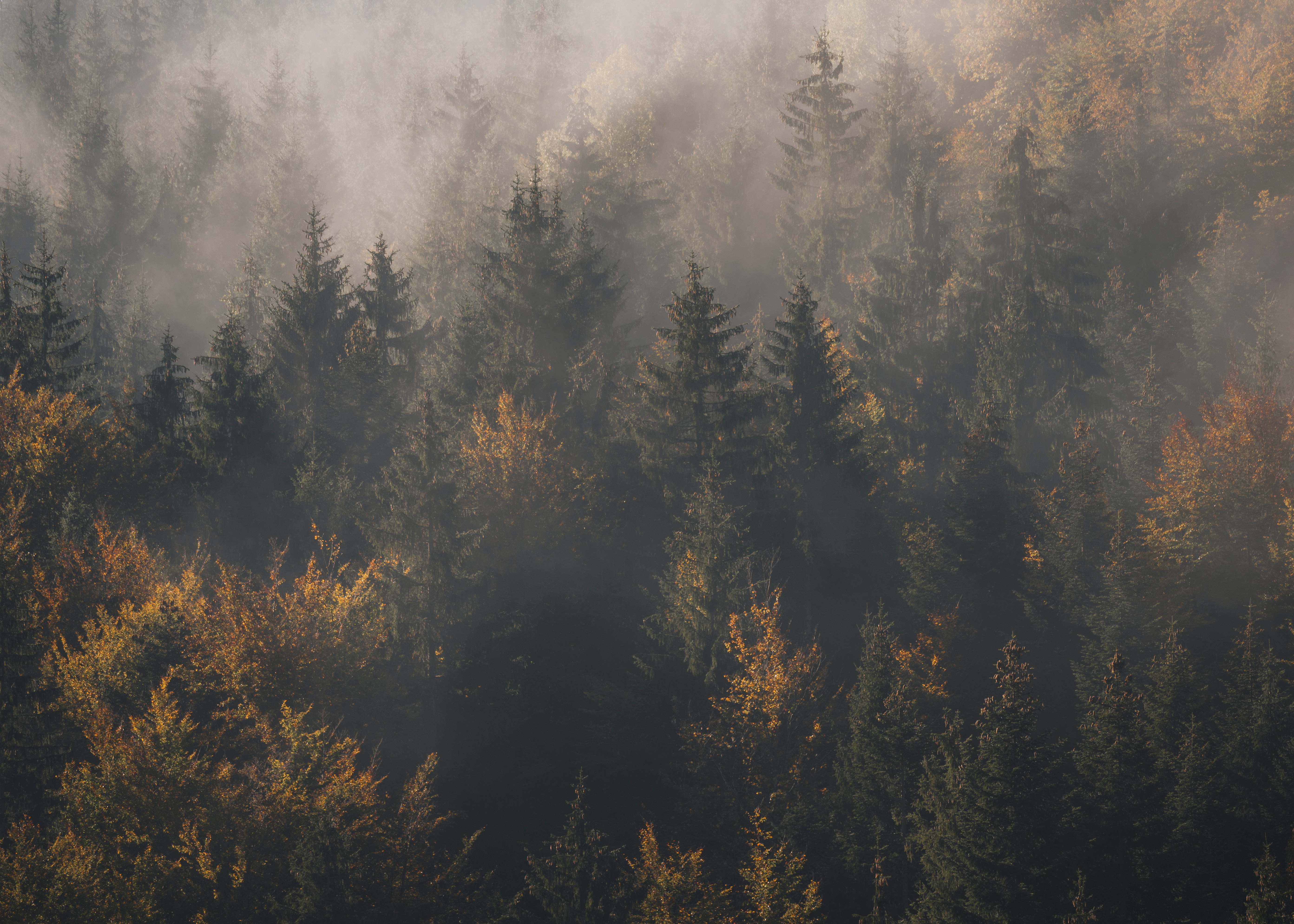 147774 завантажити картинку природа, дерева, сосни, вид зверху, ліс, туман - шпалери і заставки безкоштовно
