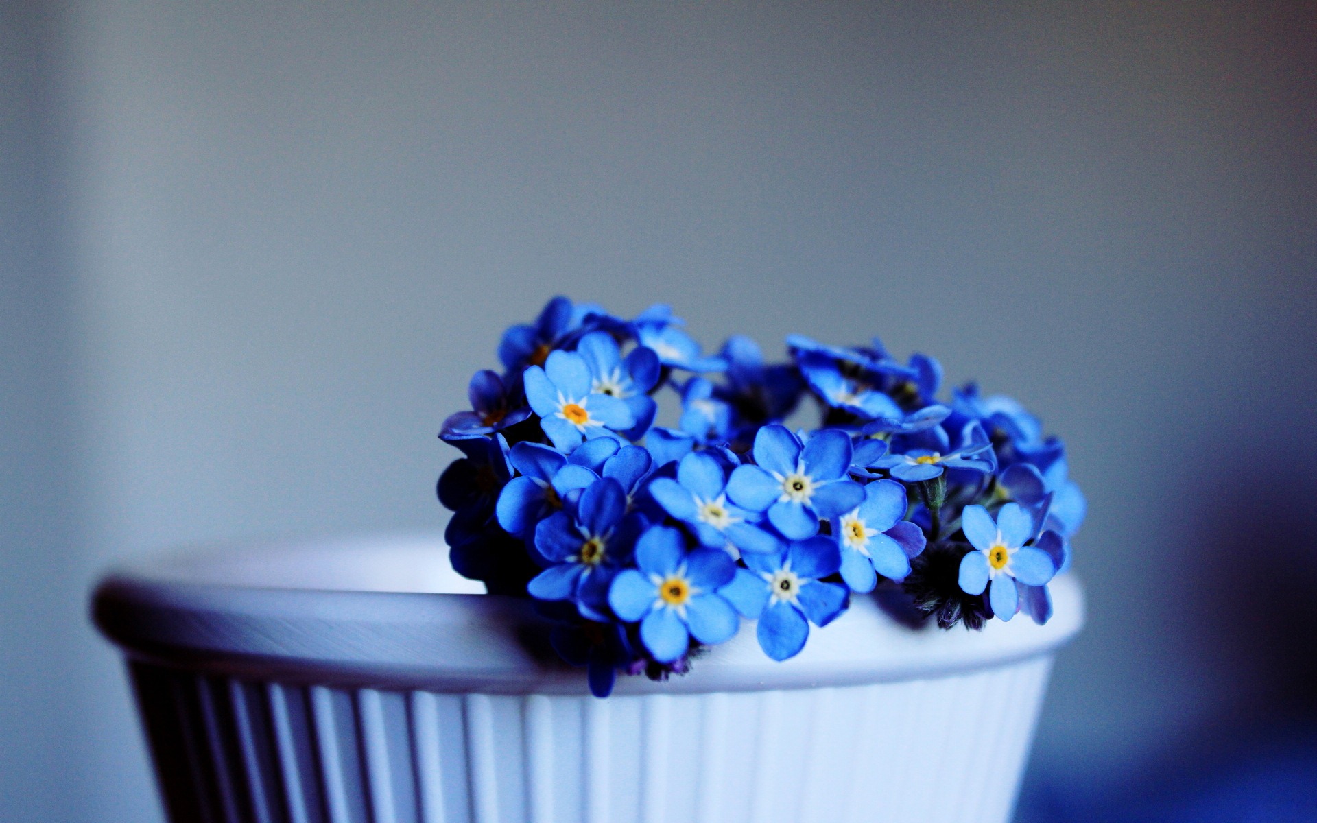 Handy-Wallpaper Blume, Fotografie, Stillleben, Blaue Blume kostenlos herunterladen.