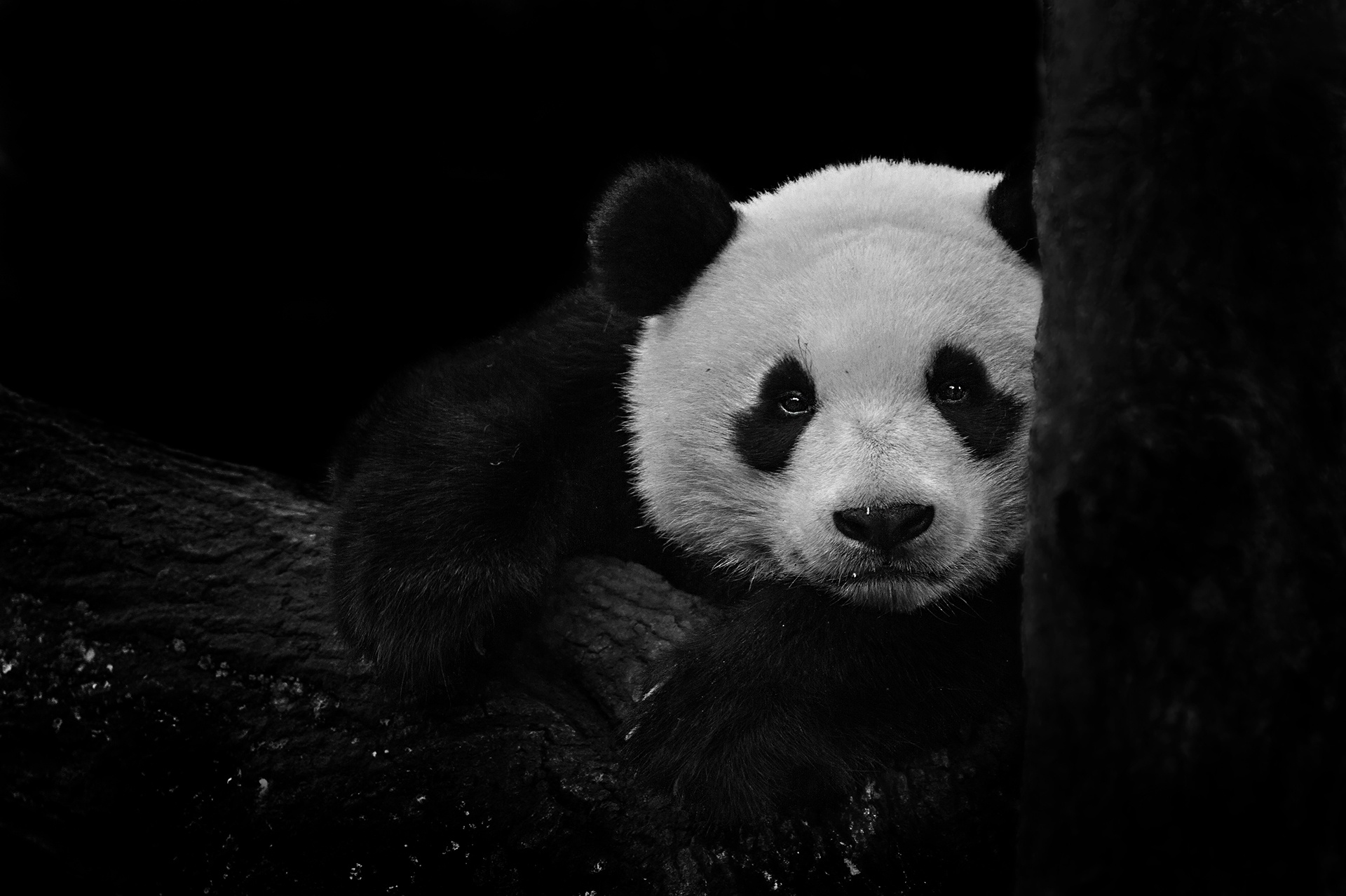 Handy-Wallpaper Tiere, Panda, Schwarz Weiß kostenlos herunterladen.