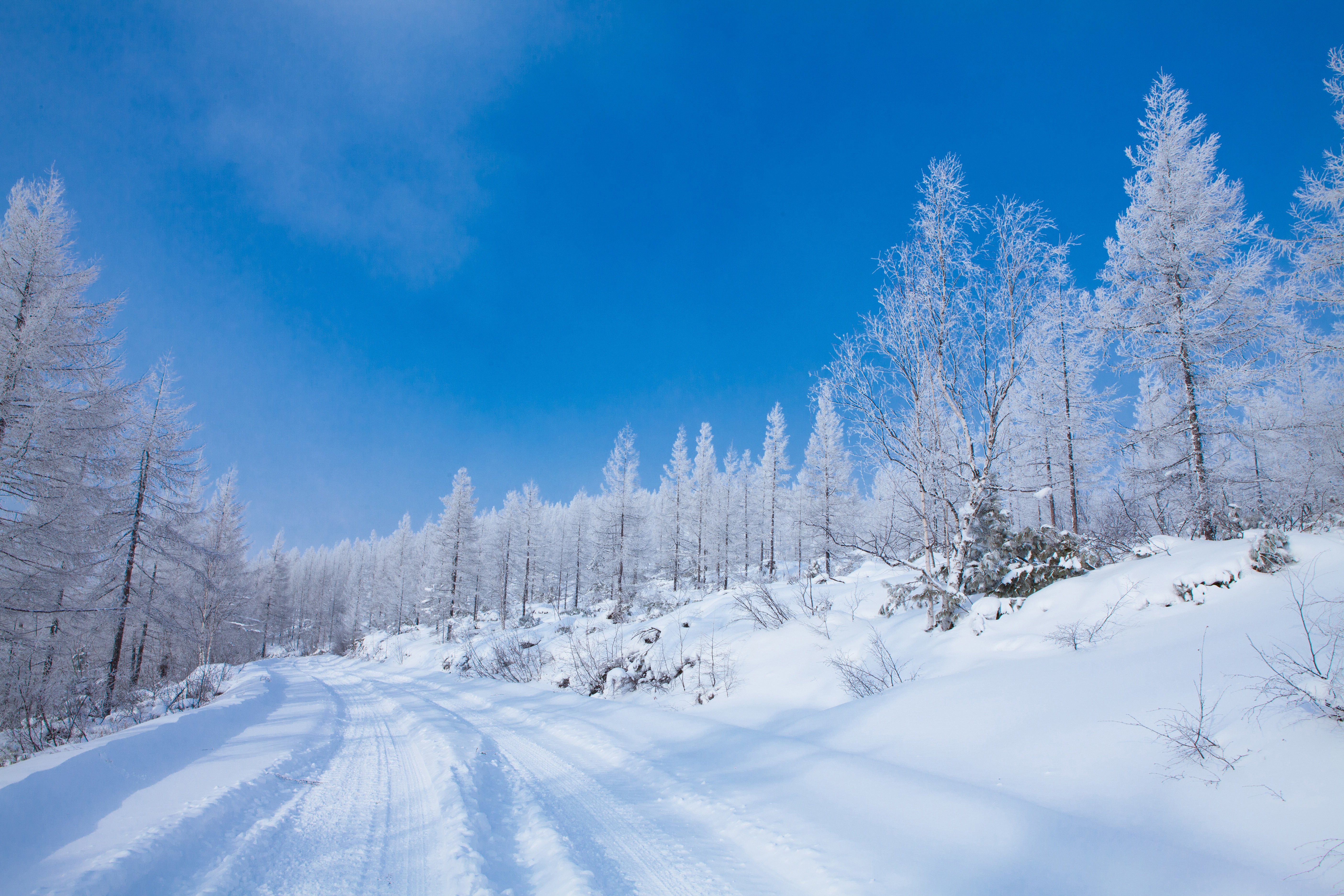 無料モバイル壁紙冬, 雪, 道, 森, 霜, マンメイドをダウンロードします。