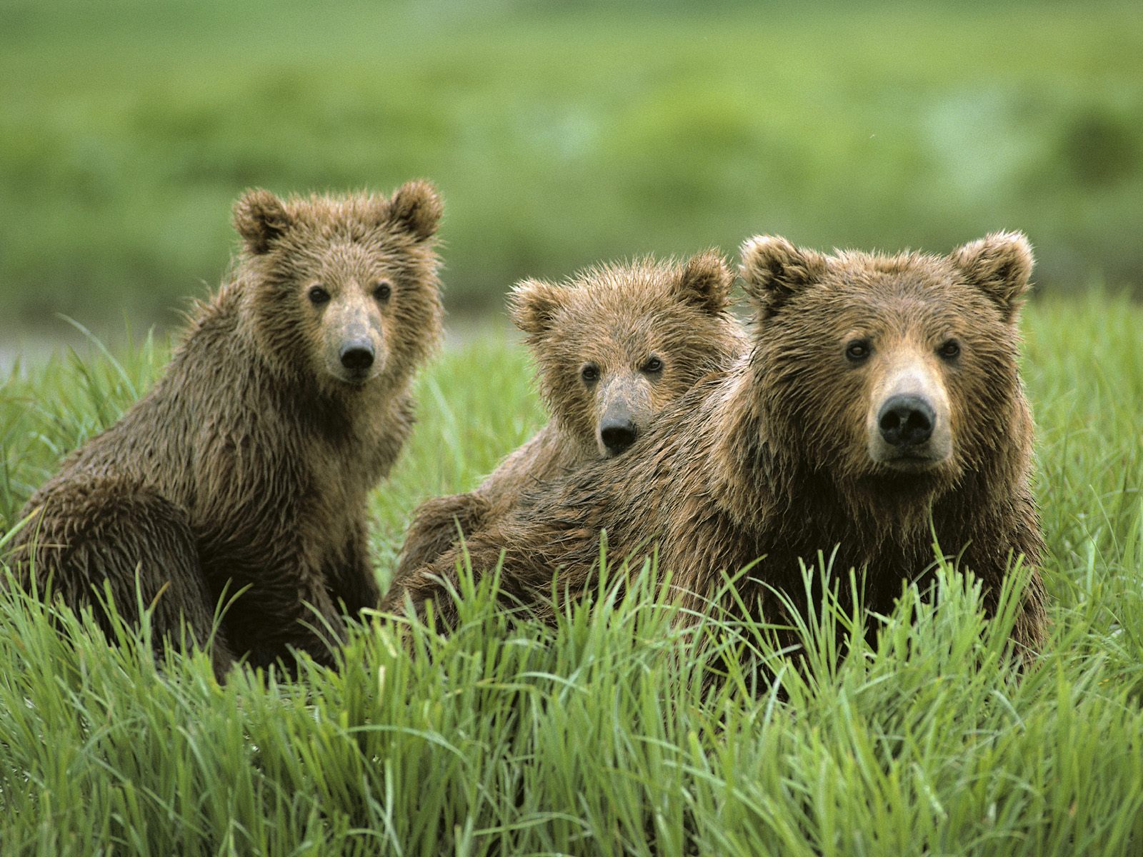 PCデスクトップに動物, クマ画像を無料でダウンロード