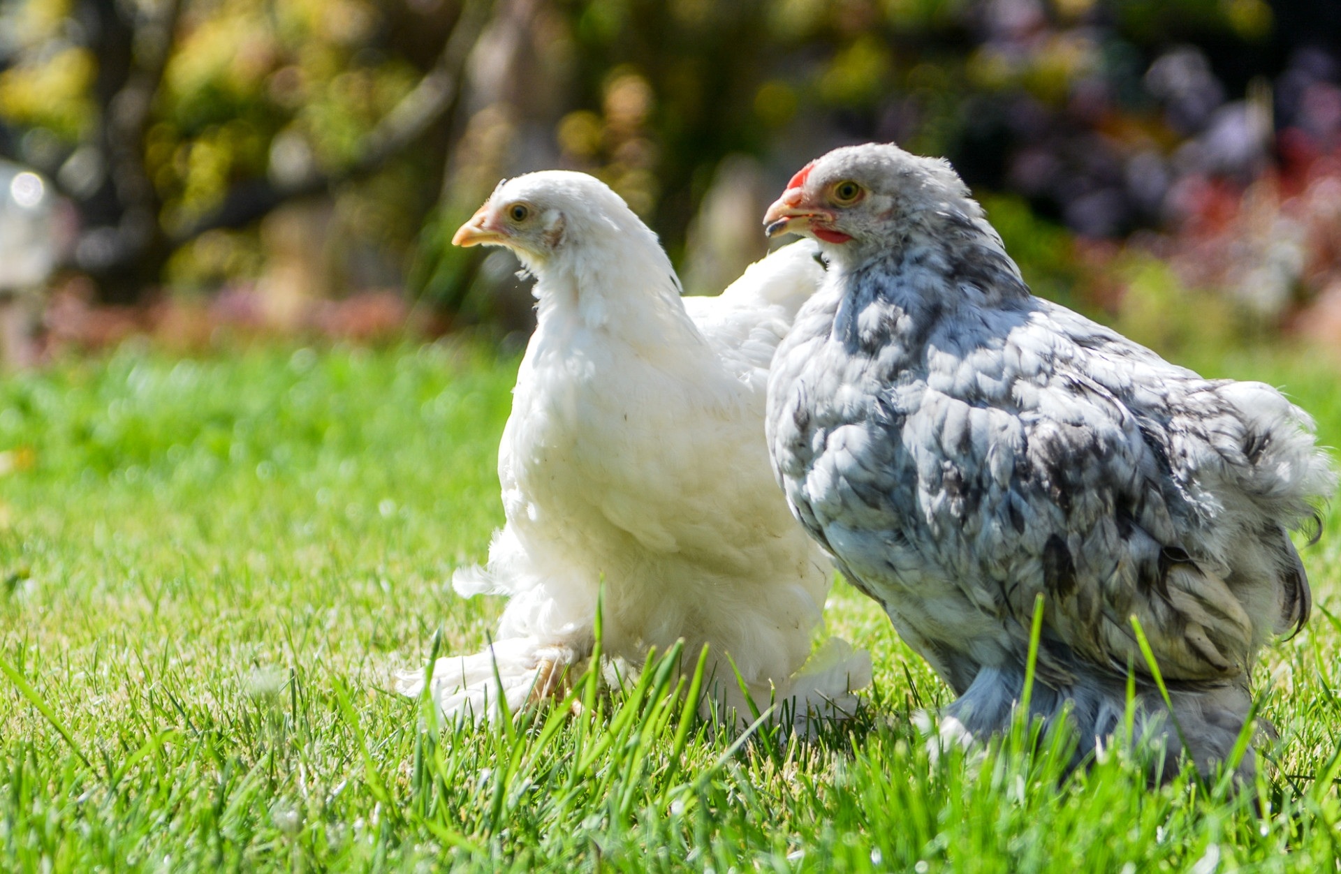 Laden Sie das Tiere, Huhn-Bild kostenlos auf Ihren PC-Desktop herunter