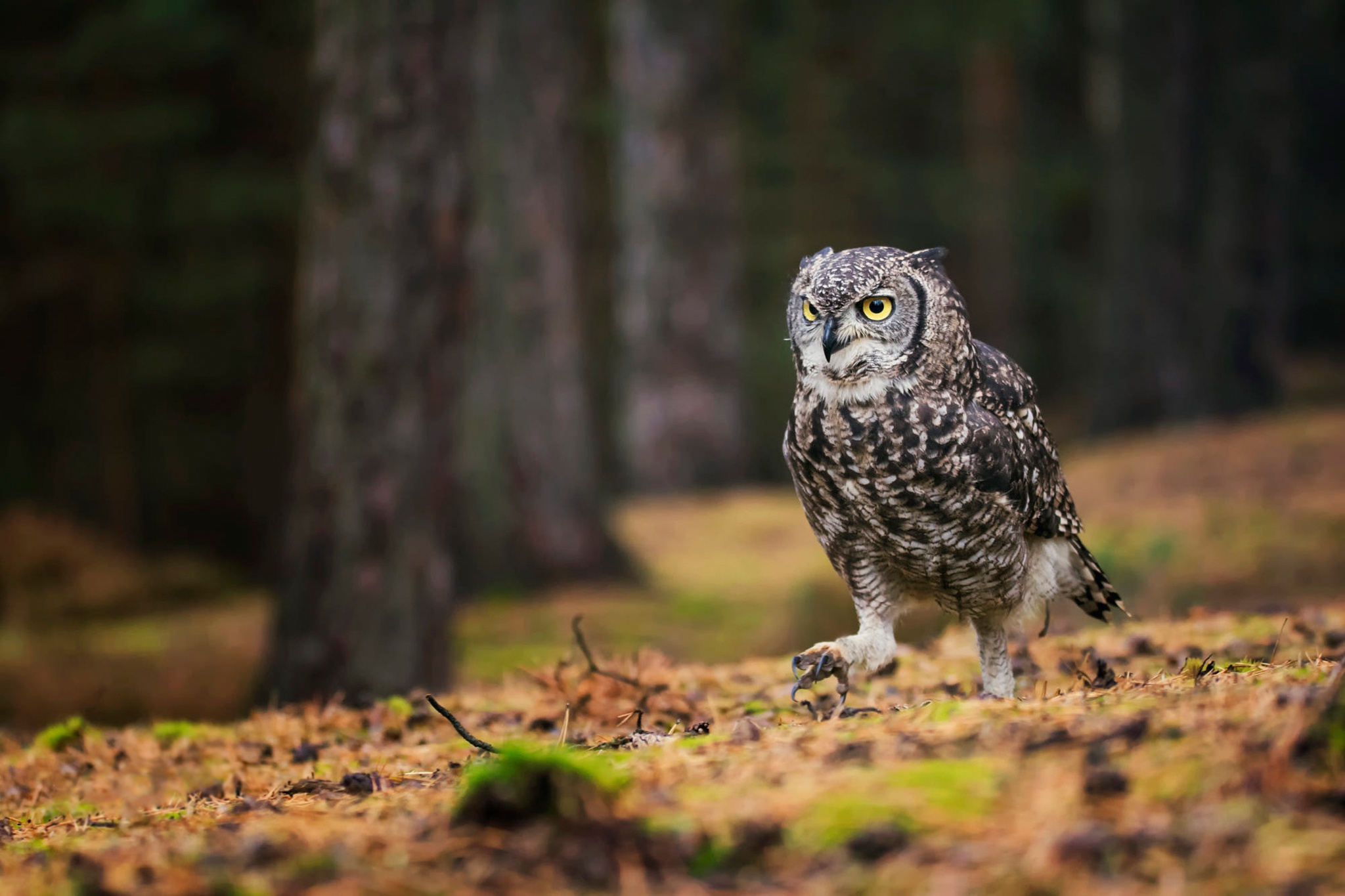 Download mobile wallpaper Birds, Owl, Animal, Great Horned Owl for free.