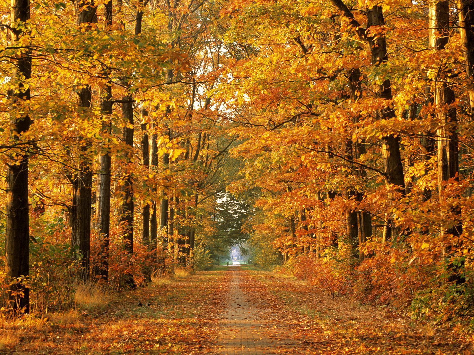 fall, way, autumn, nature, trees, road, leaf fall, alley, path, october
