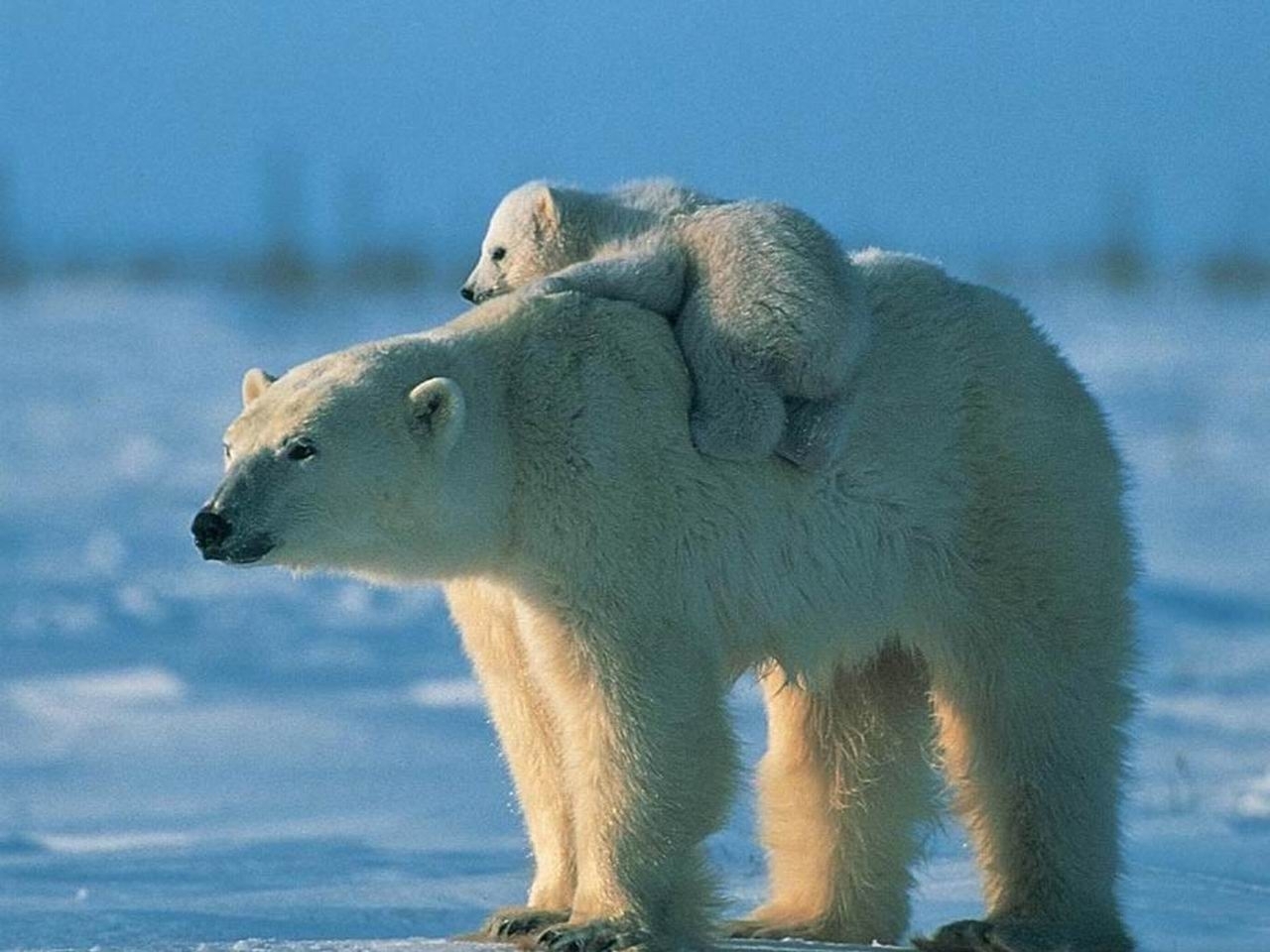 Download mobile wallpaper Animals, Bears for free.