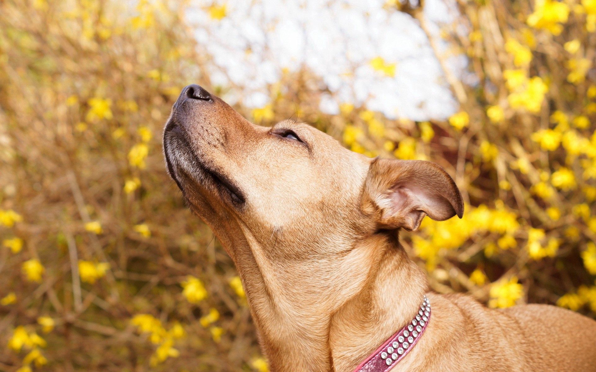 Handy-Wallpaper Hund, Schnauze, Halsband, Kragen, Neugier, Neugierde, Tiere kostenlos herunterladen.
