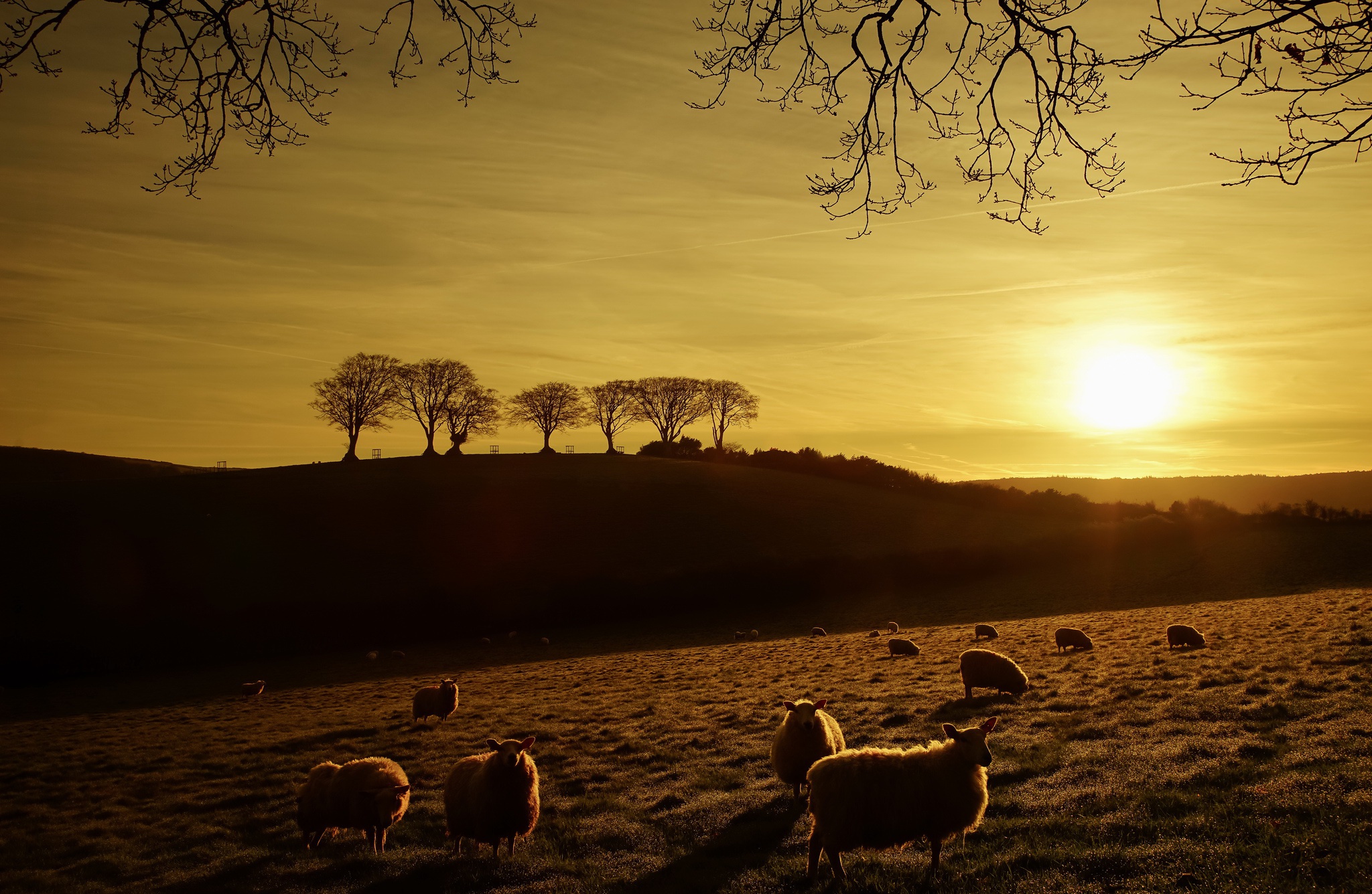 Free download wallpaper Landscape, Sunset, Animal, Sheep on your PC desktop