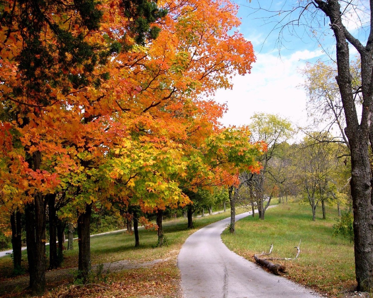 Handy-Wallpaper Herbst, Park, Fotografie kostenlos herunterladen.