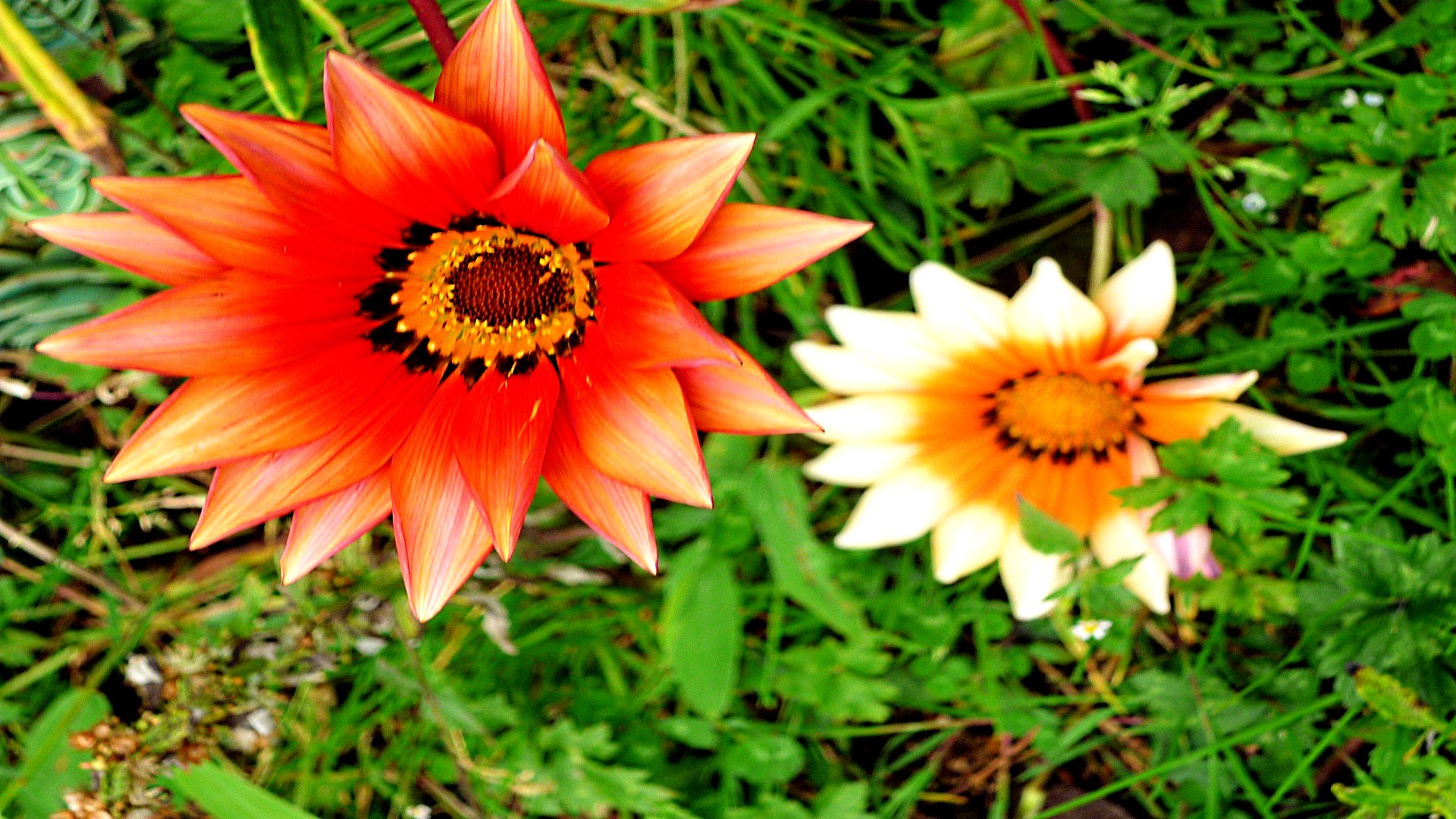 Téléchargez gratuitement l'image Fleurs, Fleur, Terre/nature sur le bureau de votre PC