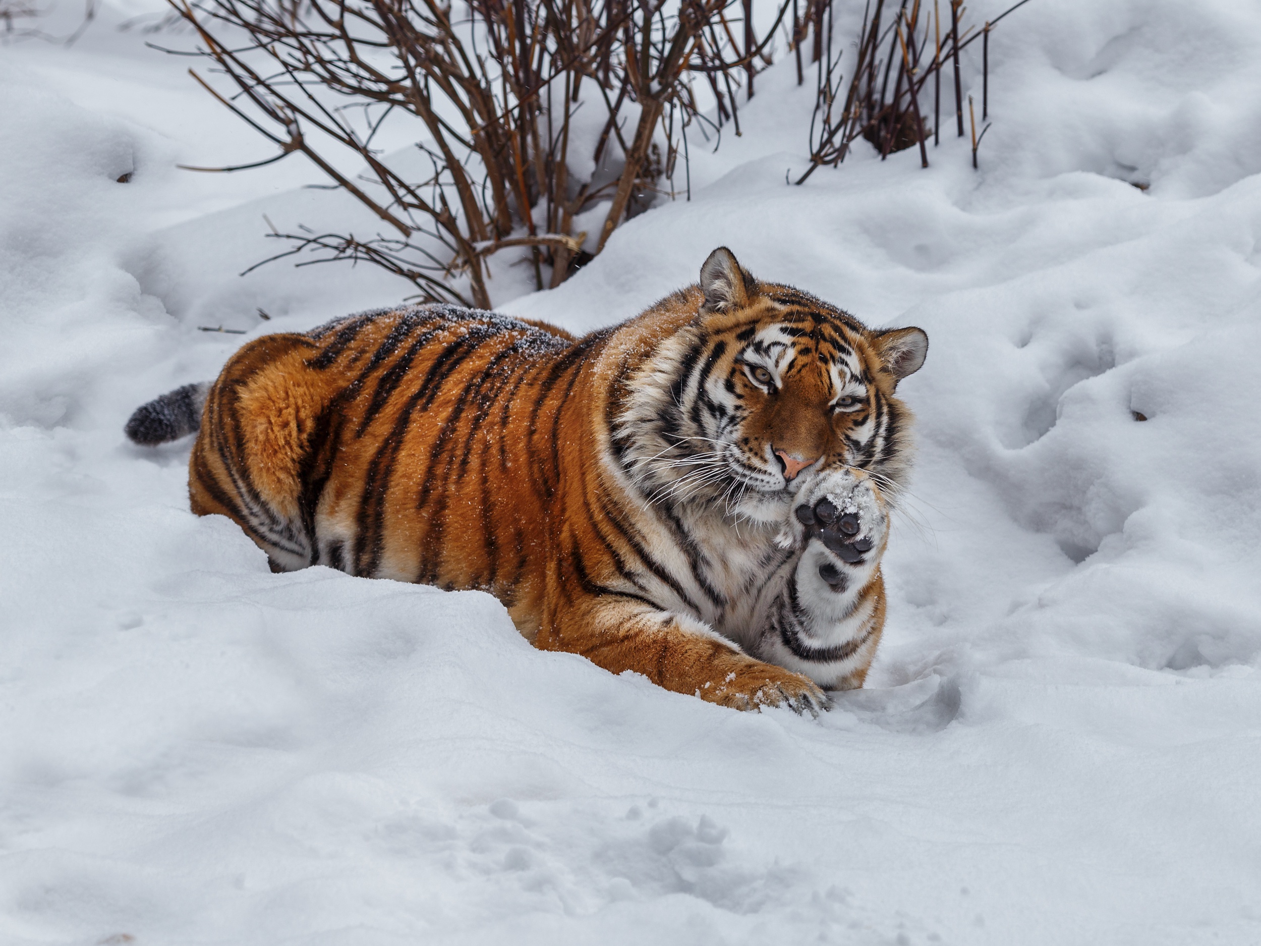 Descarga gratuita de fondo de pantalla para móvil de Animales, Gatos, Nieve, Tigre.