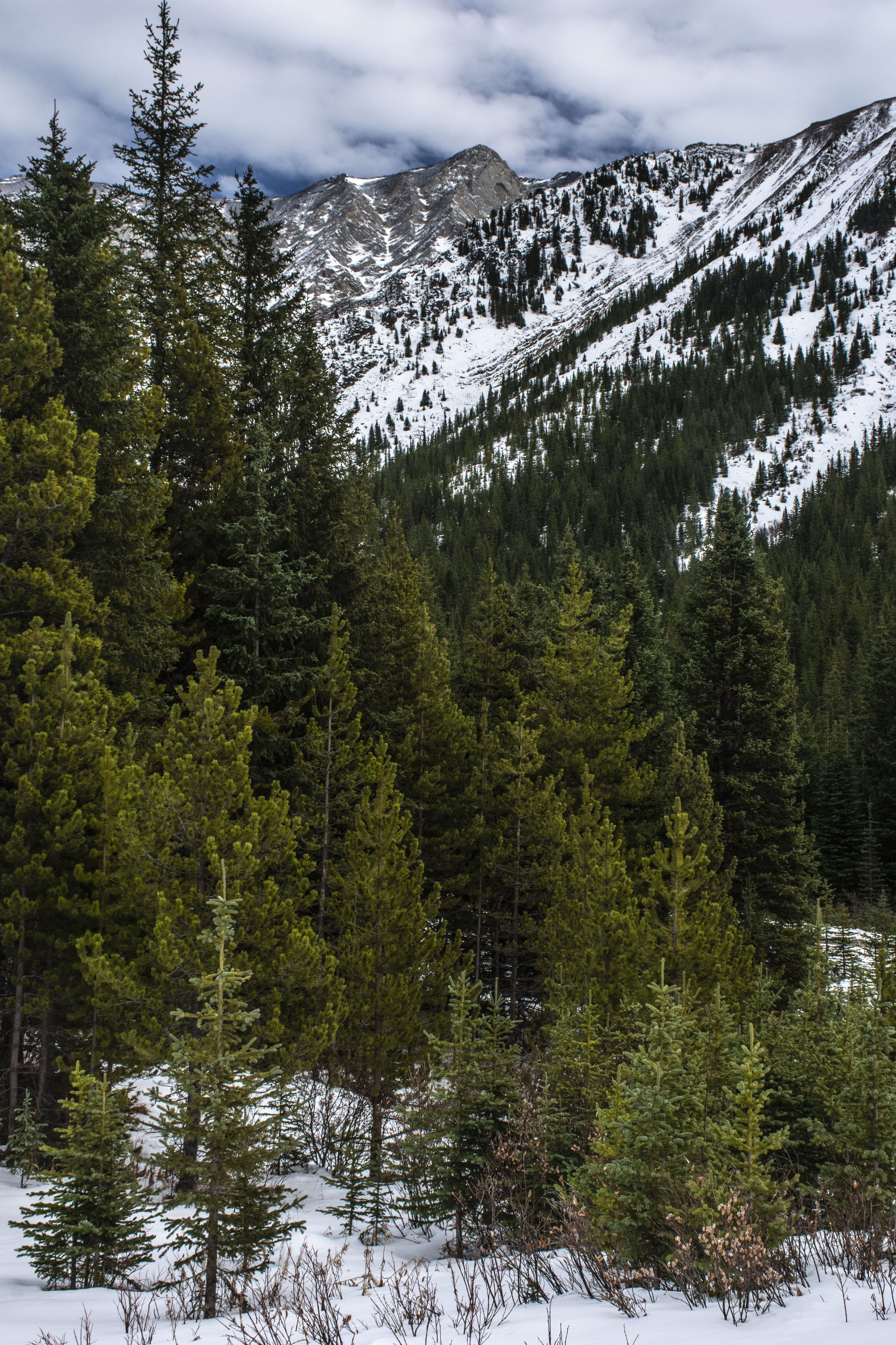 Скачать картинку Деревья, Снег, Горы, Природа, Зима в телефон бесплатно.