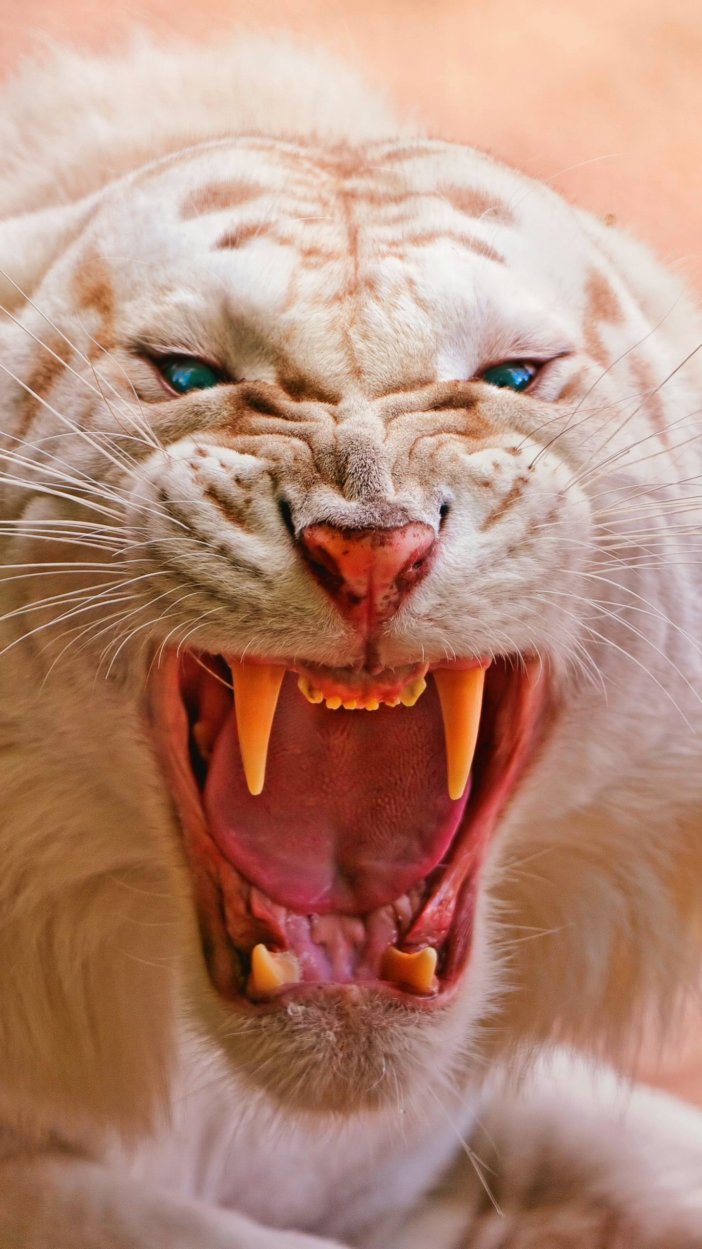 1087082 descargar imagen animales, tigre blanco, albino, mamífero, siberiano, tigre, gato, gatos: fondos de pantalla y protectores de pantalla gratis