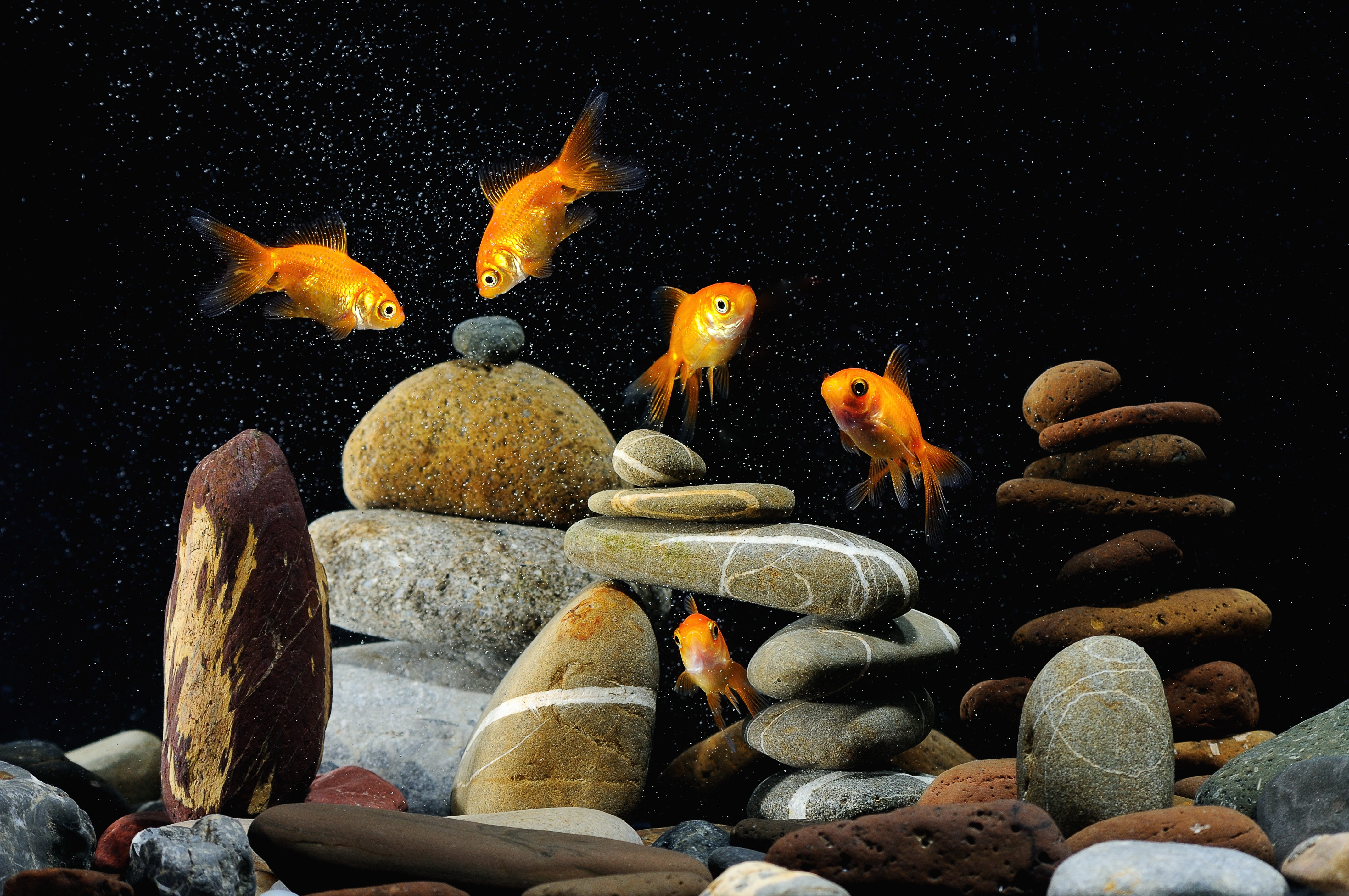 fishes, animals, aquarium, black background, stones