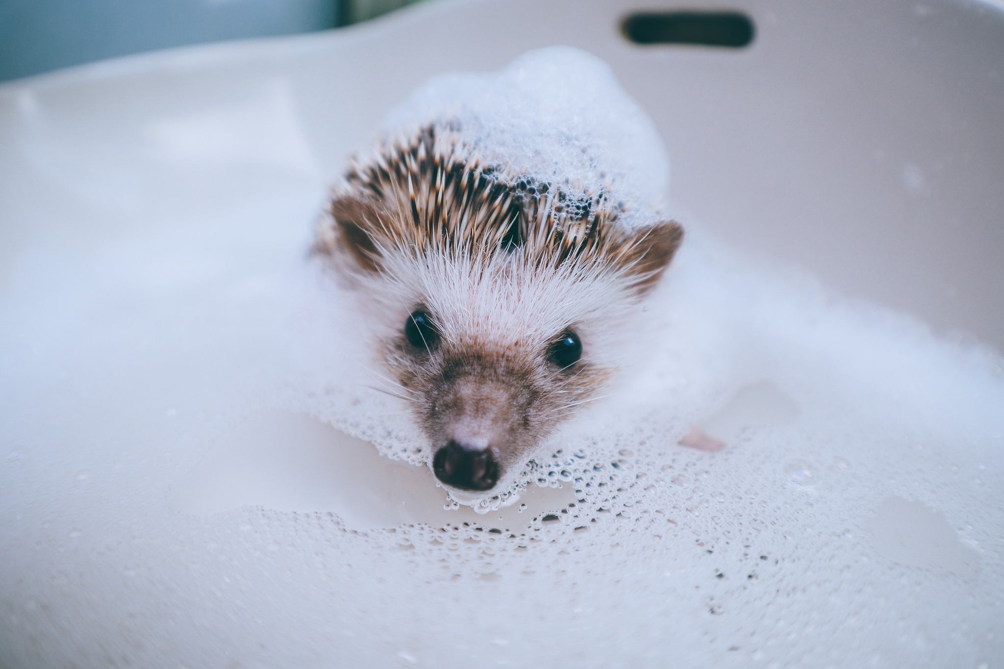 animal, hedgehog, bath, foam